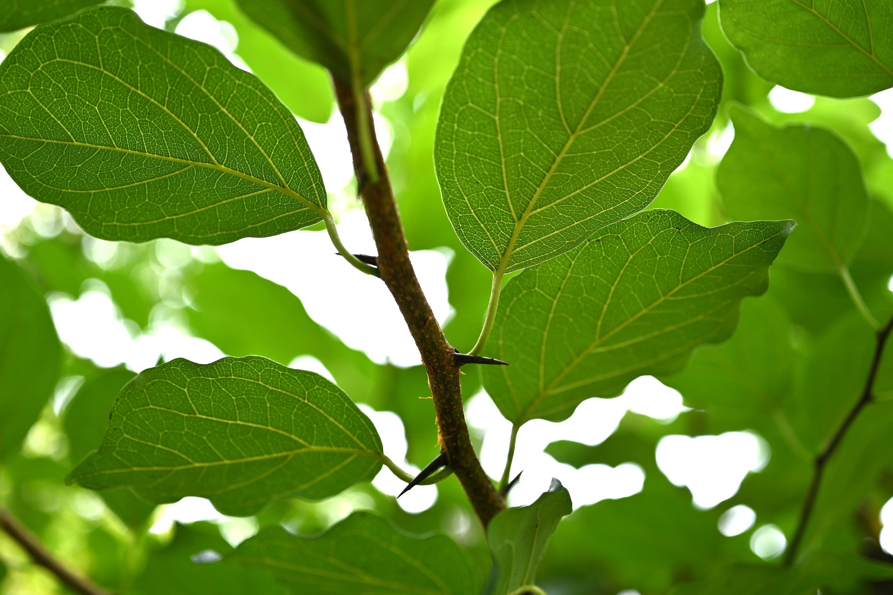 ハリグワ 針桑 庭木図鑑 植木ペディア