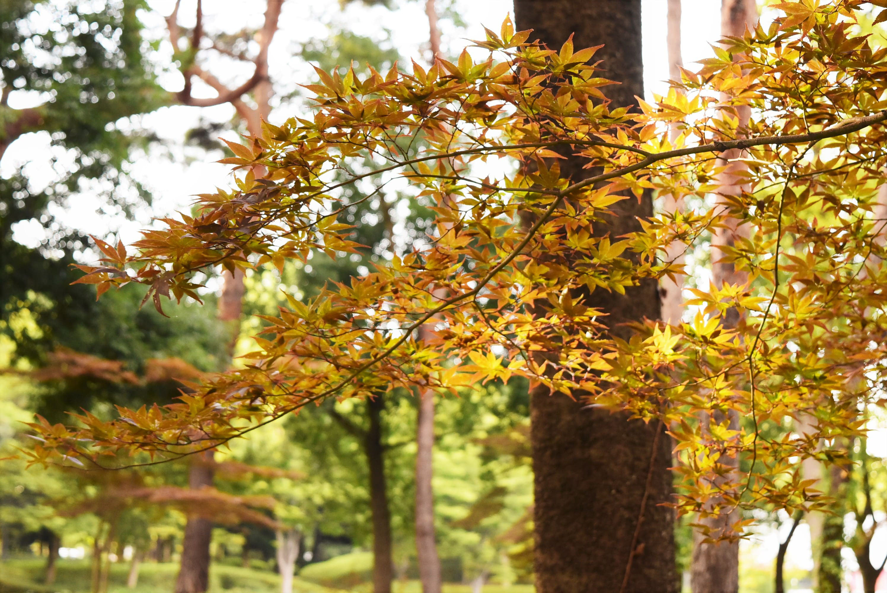 ノムラモミジ 庭木図鑑 植木ペディア