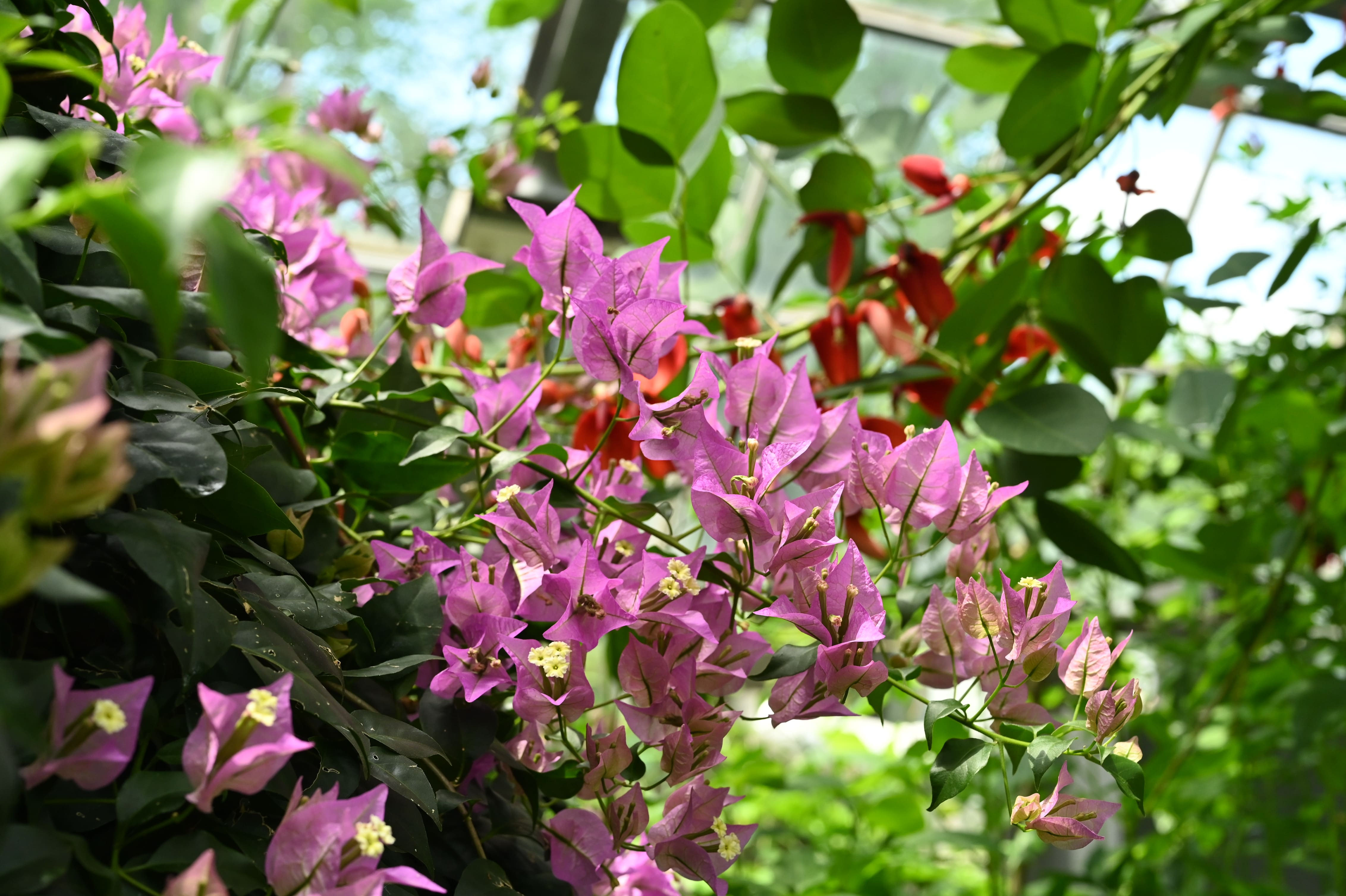 ブーゲンビリア苗木 NO373 接ぎ木 2色‼️ ブーゲンビレア／ぶーげん