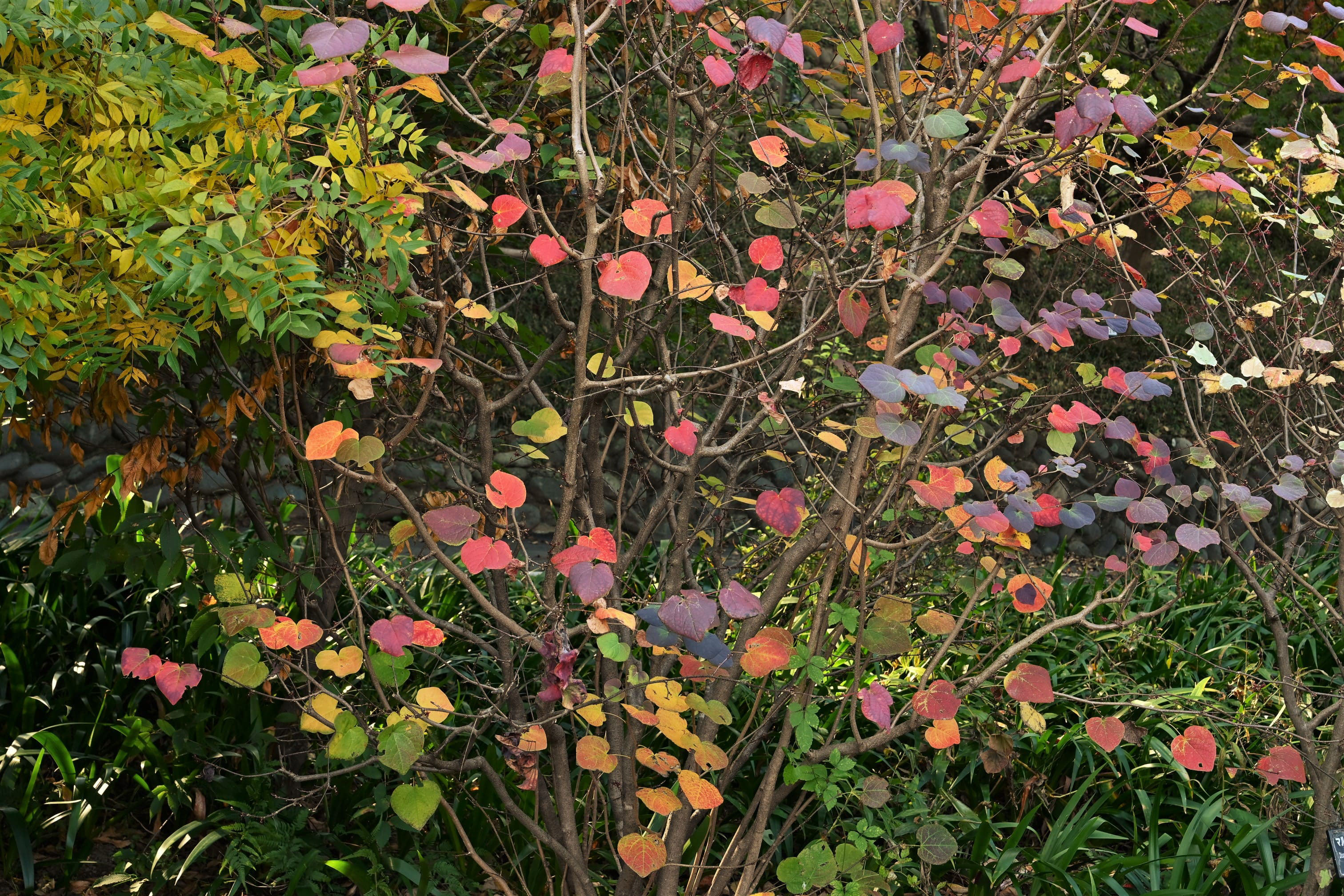 マルバノキ 丸葉の木 庭木図鑑 植木ペディア