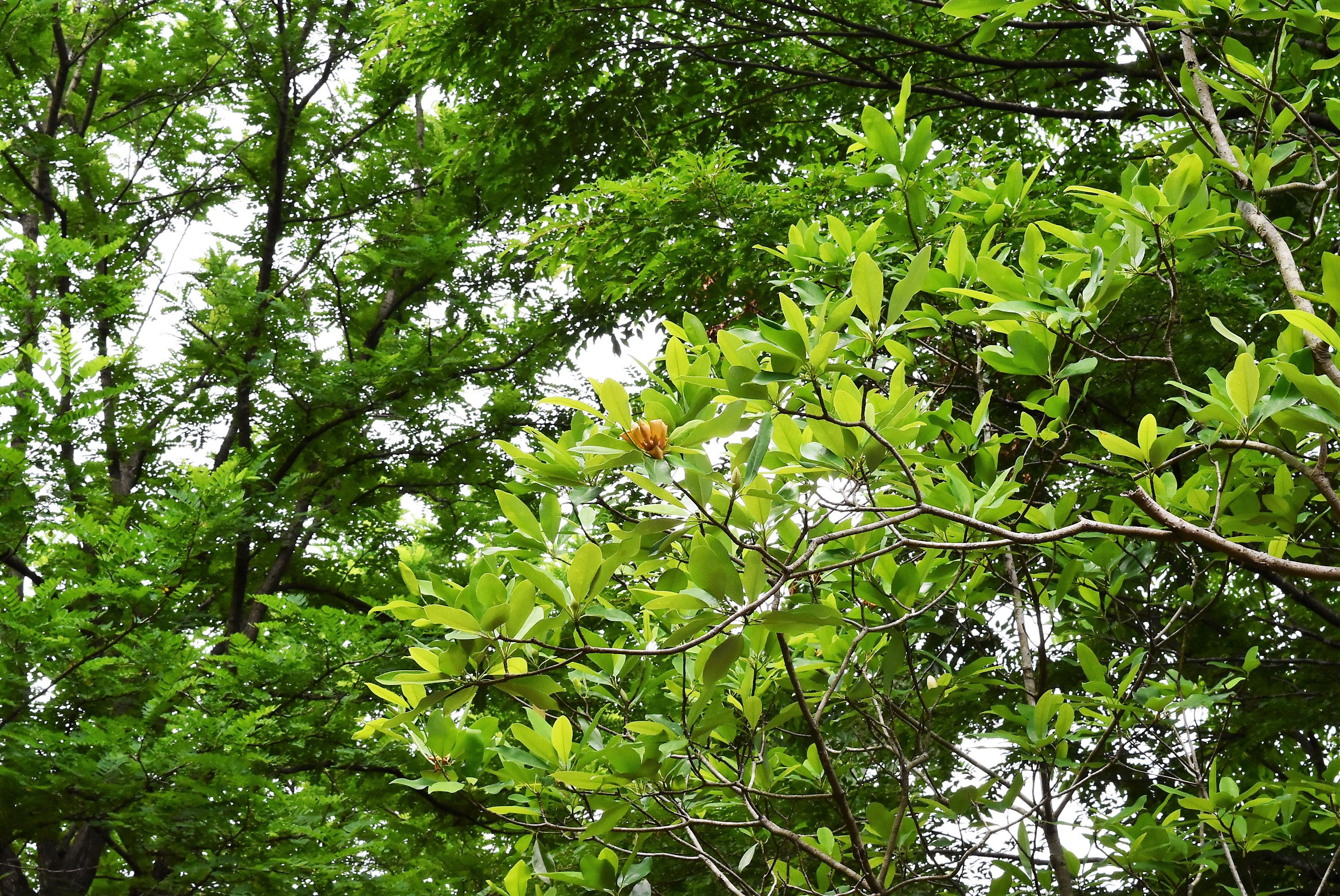 ヒメタイサンボク 庭木図鑑 植木ペディア
