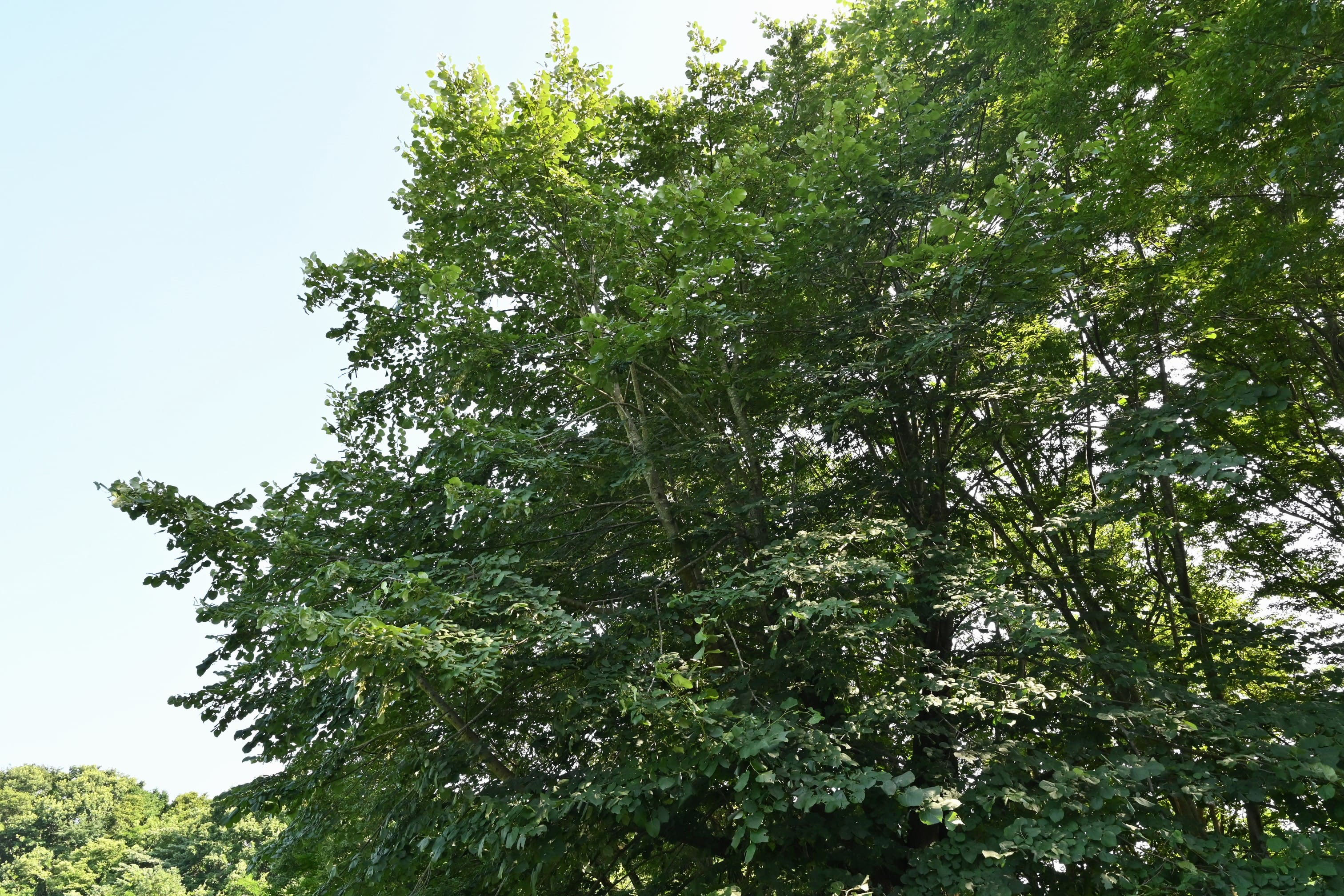 オオバボダイジュ 庭木図鑑 植木ペディア