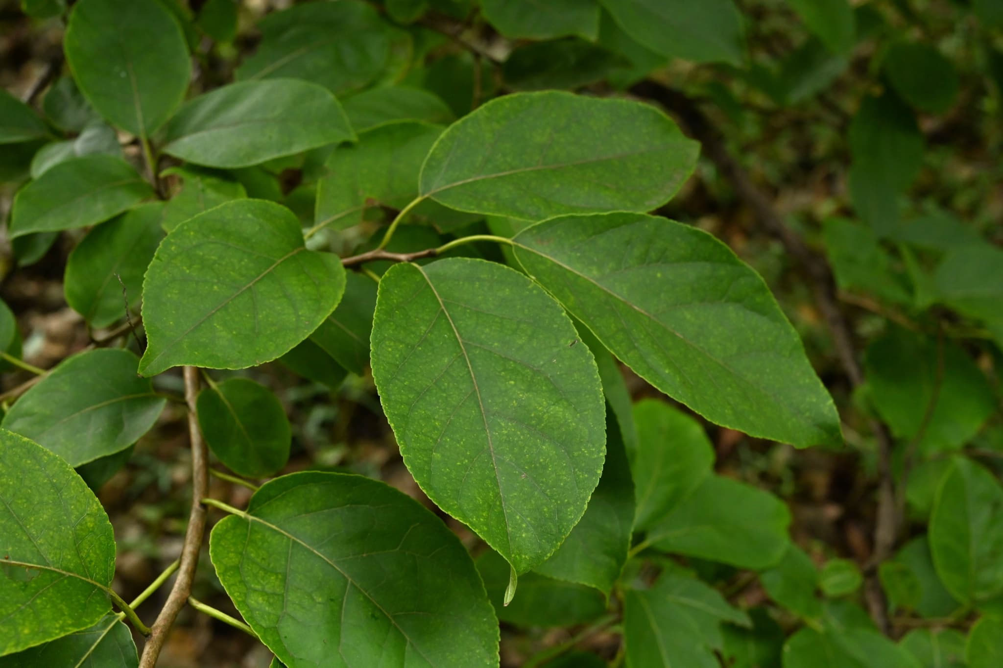 チシャノキ／ちしゃのき／萵苣の木 - 庭木図鑑 植木ペディア
