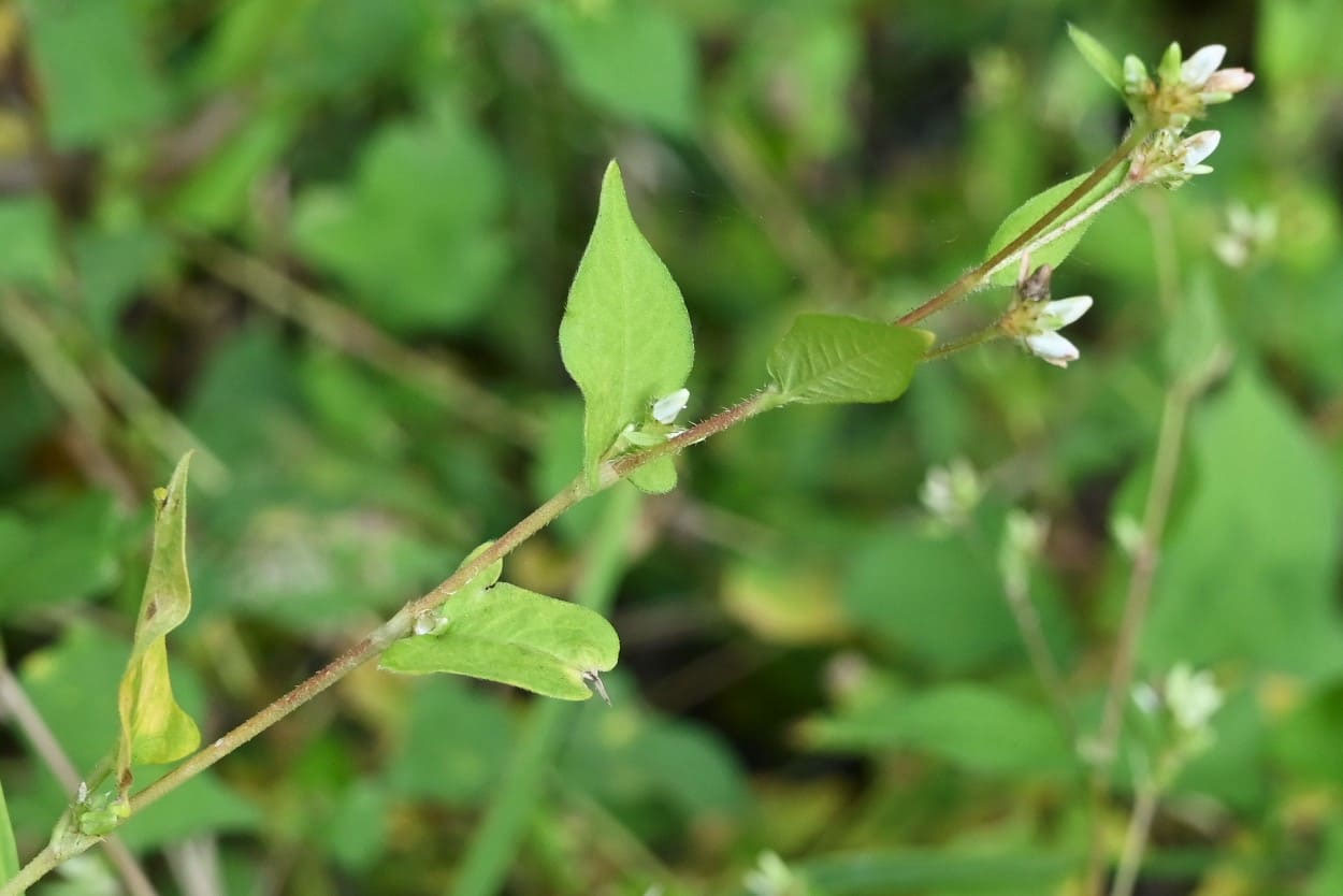 ミゾソバ みぞそば 溝蕎麦 庭木図鑑 植木ペディア ミゾソバ みぞそば 溝蕎麦 庭木図鑑 植木ペディア