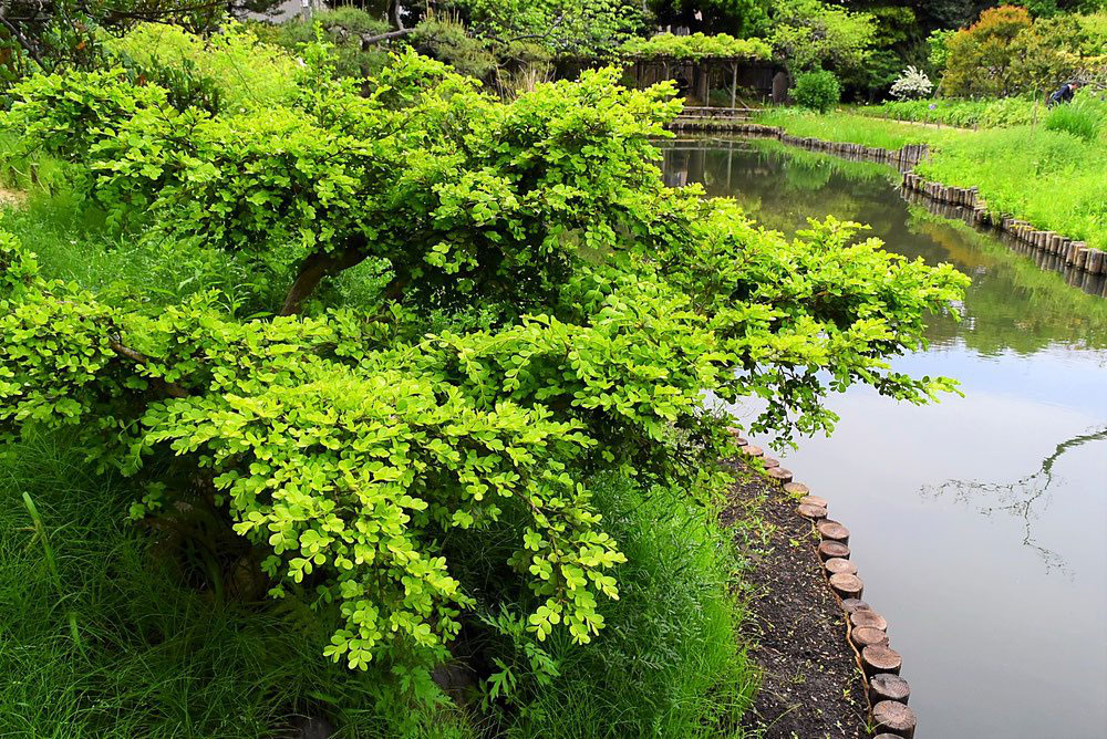 ツゲ 柘植 庭木図鑑 植木ペディア