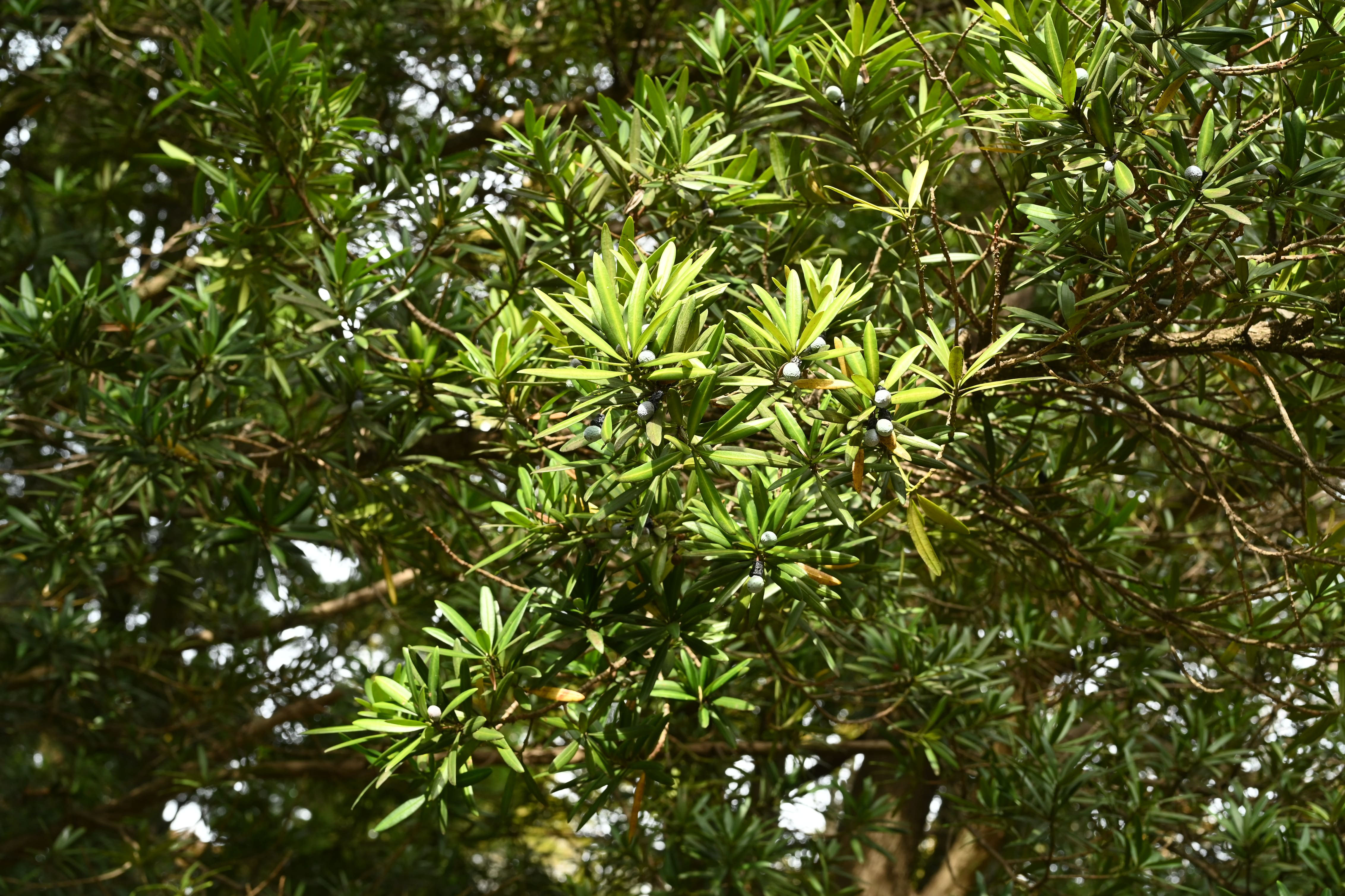 ラカンマキ(羅漢槙) - 庭木図鑑 植木ペディア ラカンマキ(羅漢槙) - 庭木図鑑 植木ペディア