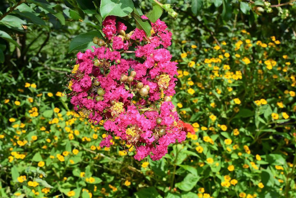 サルスベリ（百日紅） - 庭木図鑑 植木ペディア