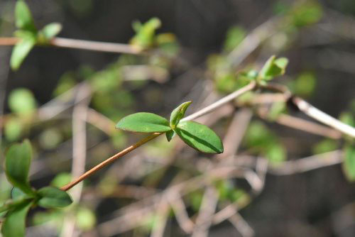 ウグイスカグラ 鶯神楽 庭木図鑑 植木ペディア ウグイスカグラ 鶯神楽 庭木図鑑 植木ペディア