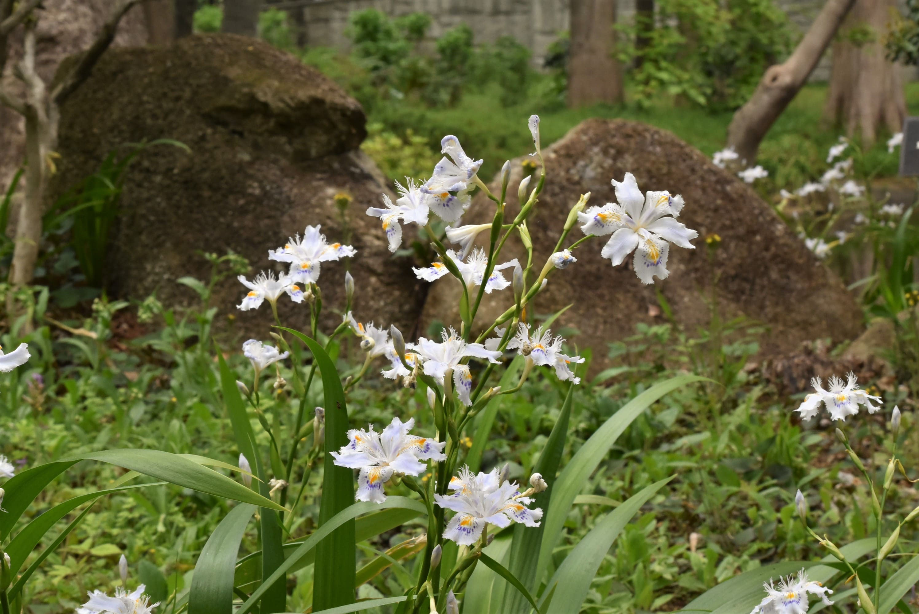 アヤメ あやめ 菖蒲 庭木図鑑 植木ペディア