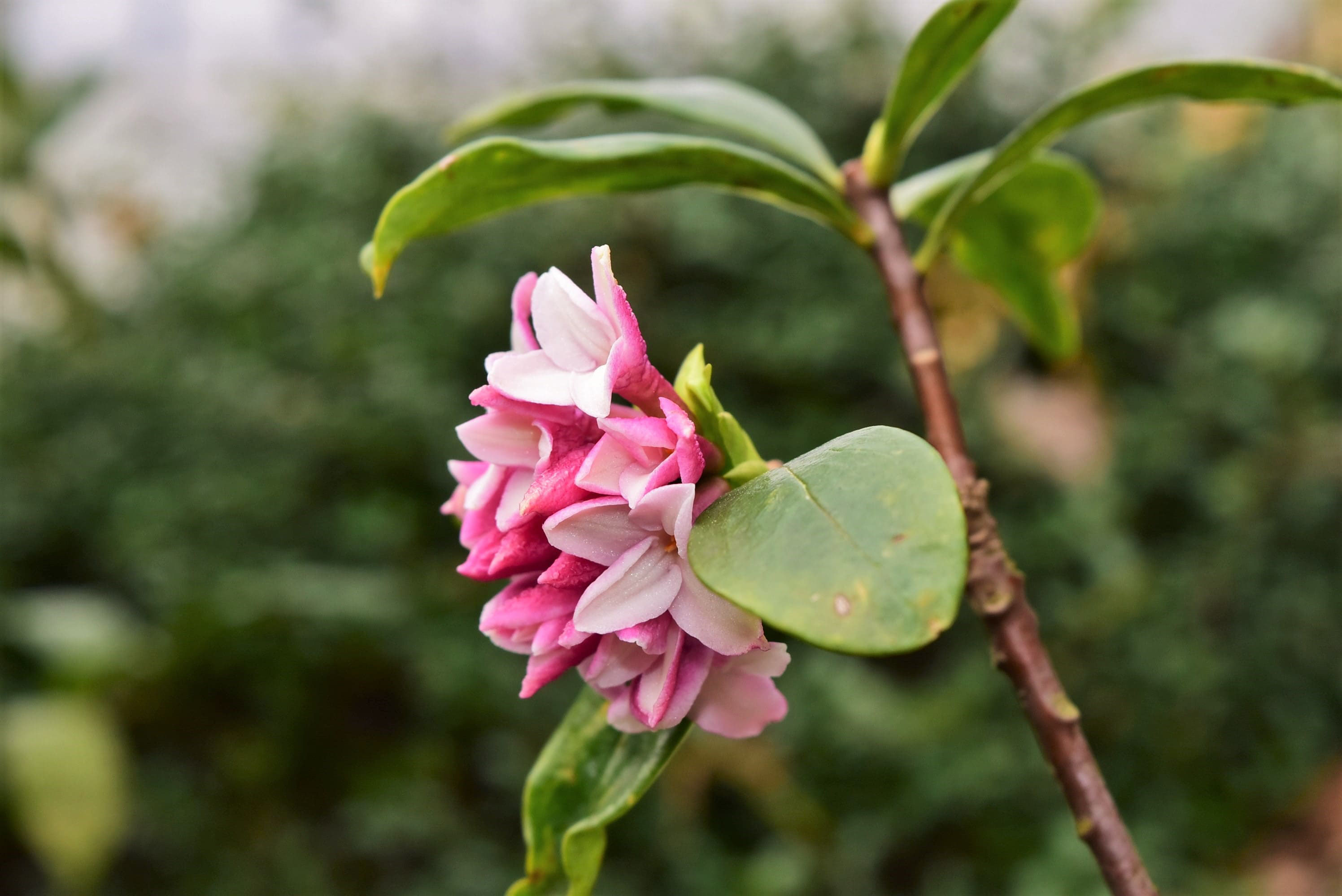 ジンチョウゲ 沈丁花 庭木図鑑 植木ペディア