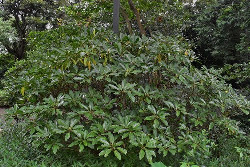 ユズリハ（譲り葉） - 庭木図鑑 植木ペディア