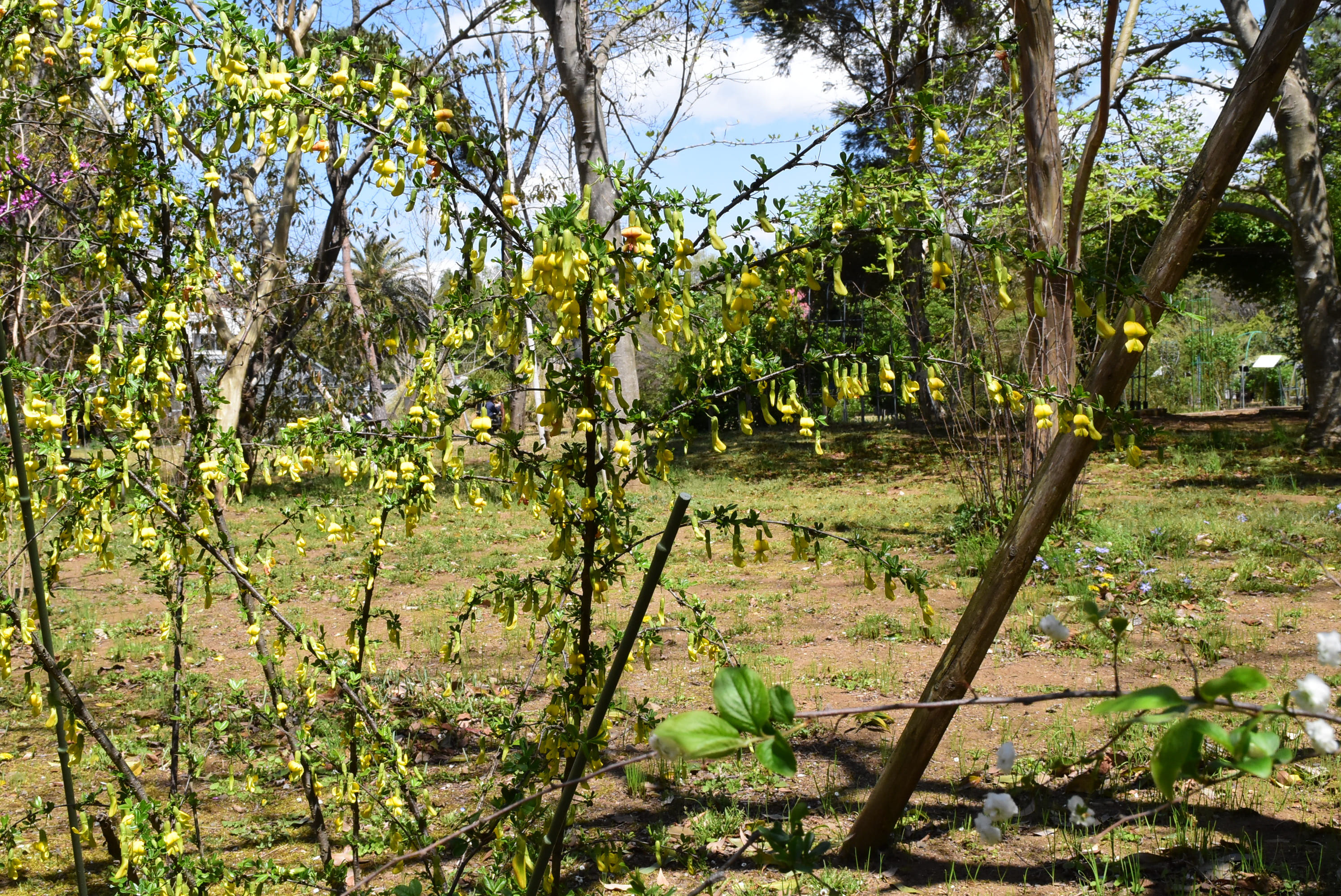 ムレスズメ（群雀） - 庭木図鑑 植木ペディア