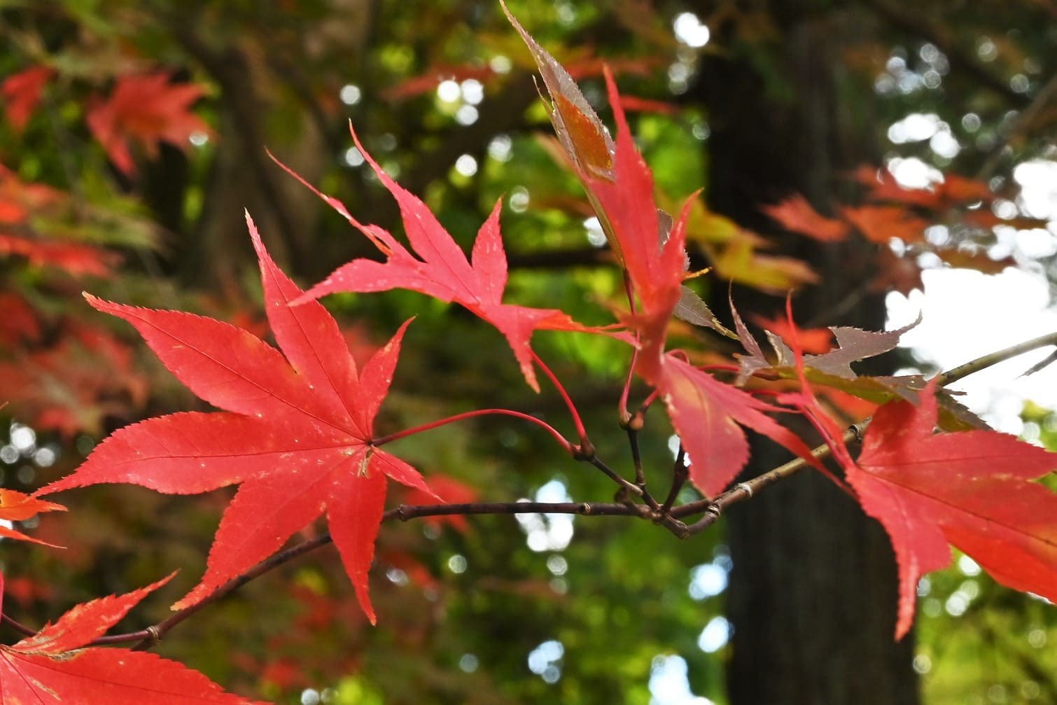 オオモミジ（大紅葉） - 庭木図鑑 植木ペディア