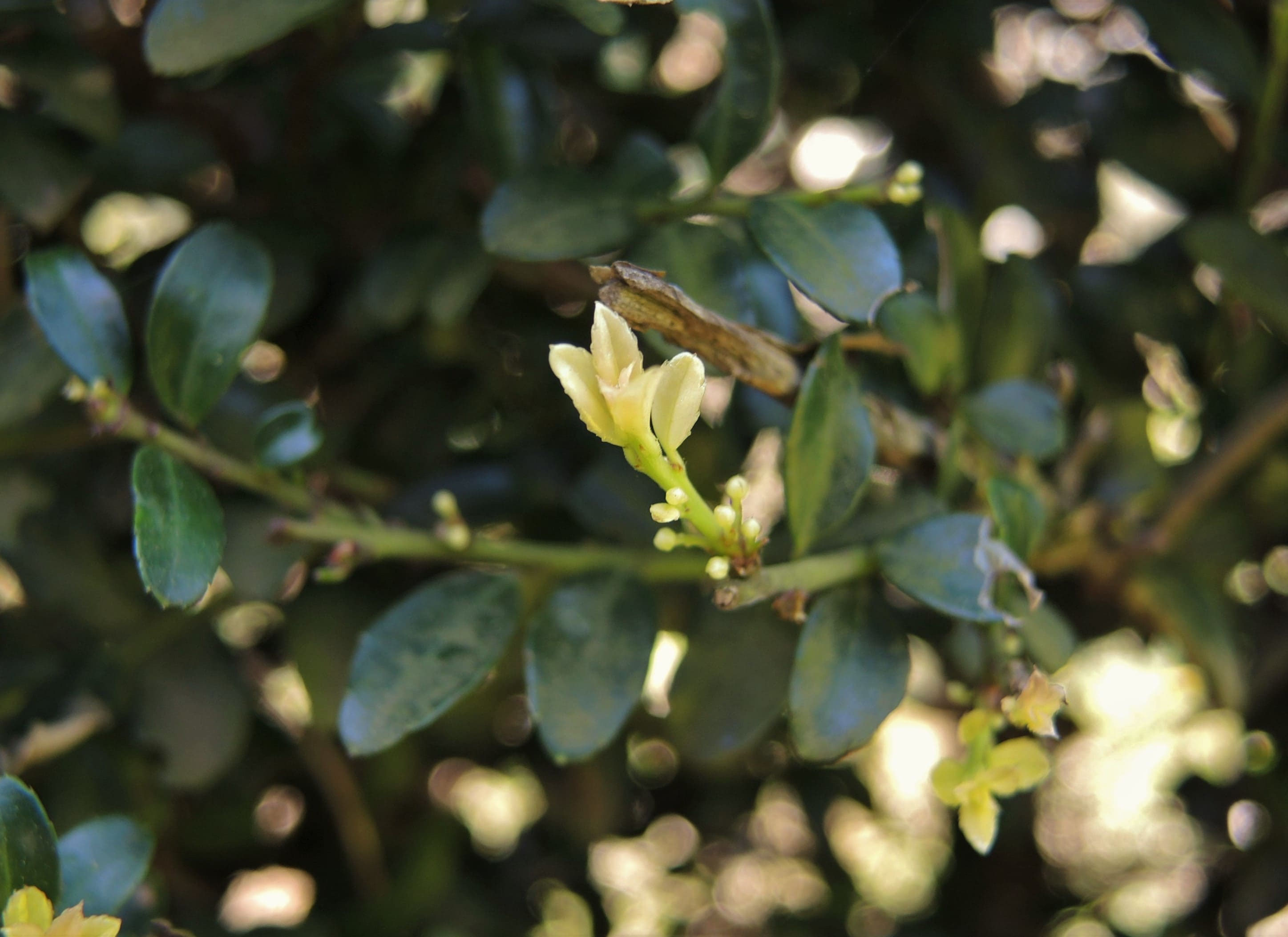 キンメツゲ（金芽柘植） - 庭木図鑑 植木ペディア