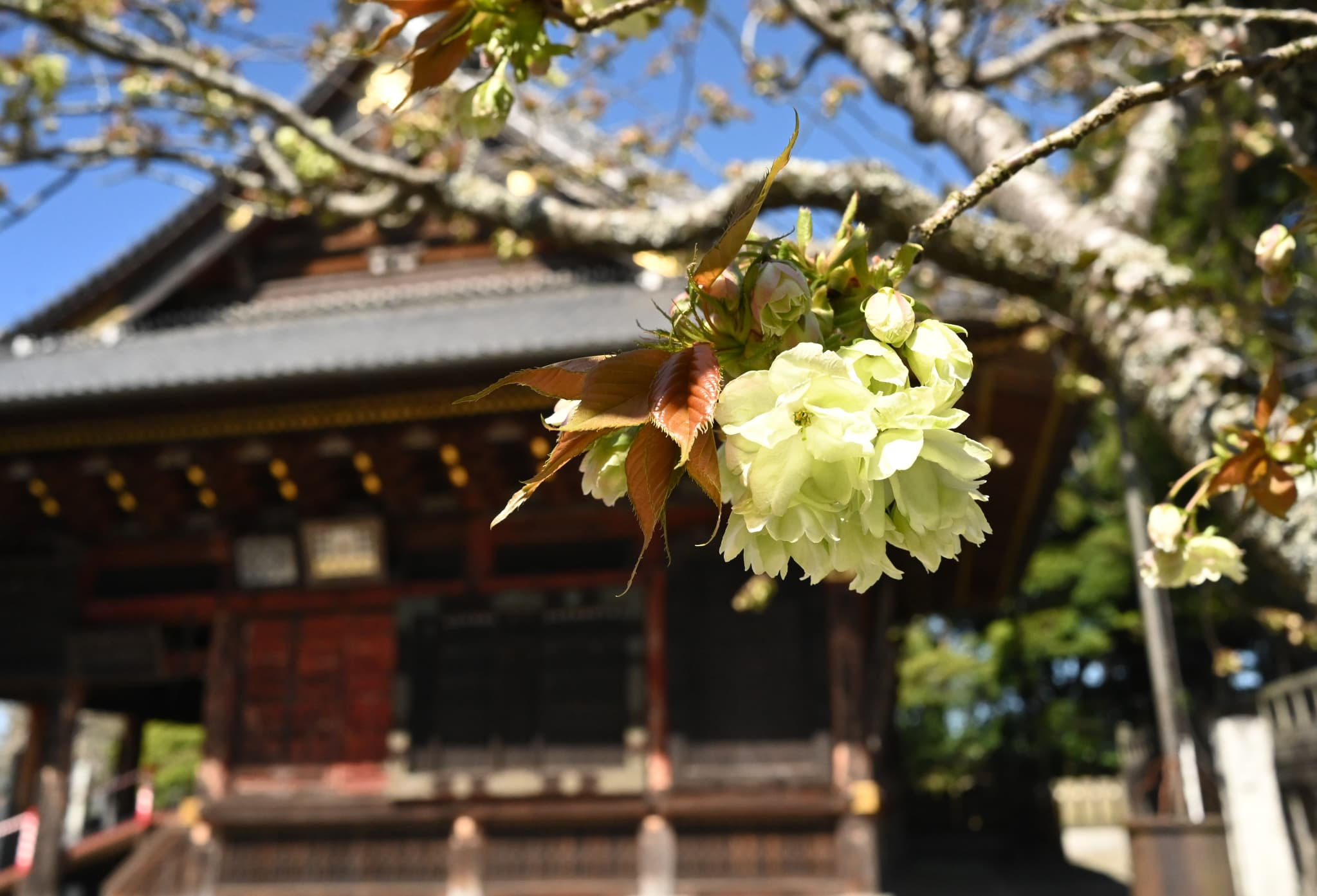 ウコンザクラ(鬱金桜) - 庭木図鑑 植木ペディア ウコンザクラ(鬱金桜) - 庭木図鑑 植木ペディア