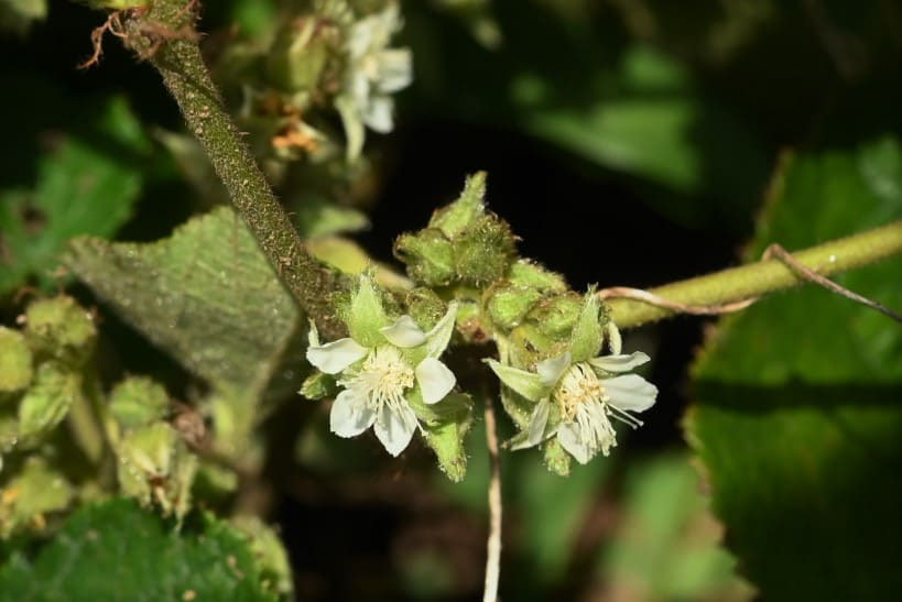フユイチゴ ふゆいちご 冬苺 庭木図鑑 植木ペディア