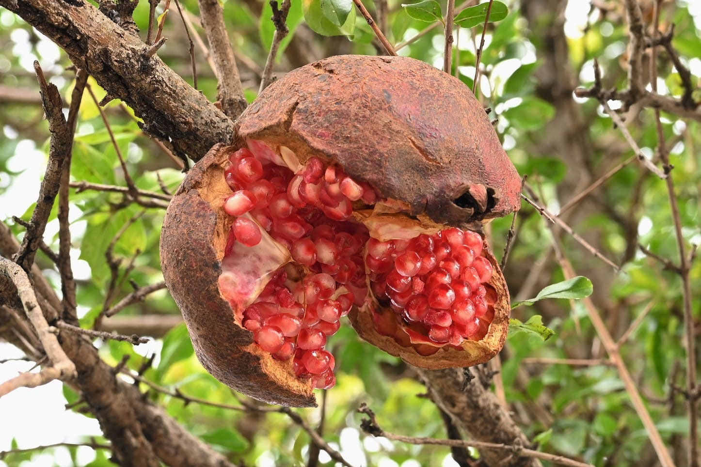 ざくろBaccarat バカラ ORGUE GRAIN オルグ グレイン 花瓶