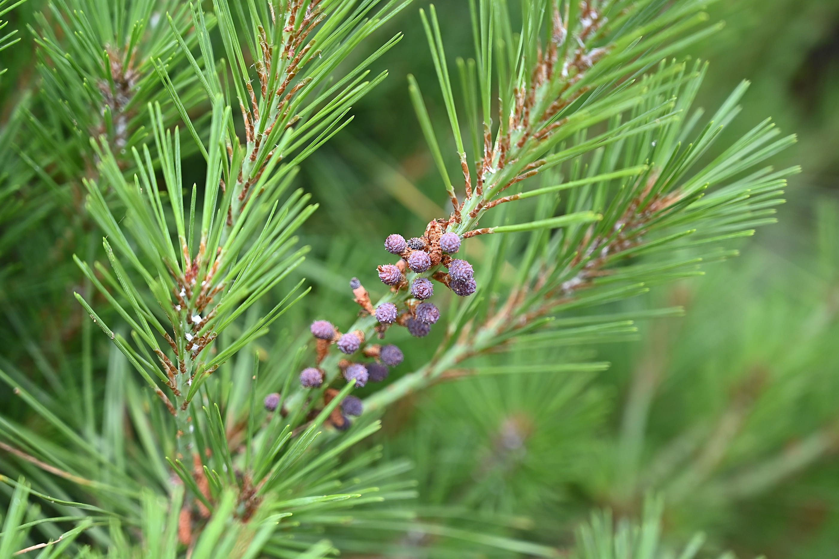 にしき松 ニシキマツ／にしきまつ／錦松 - 庭木図鑑 植木ペディア