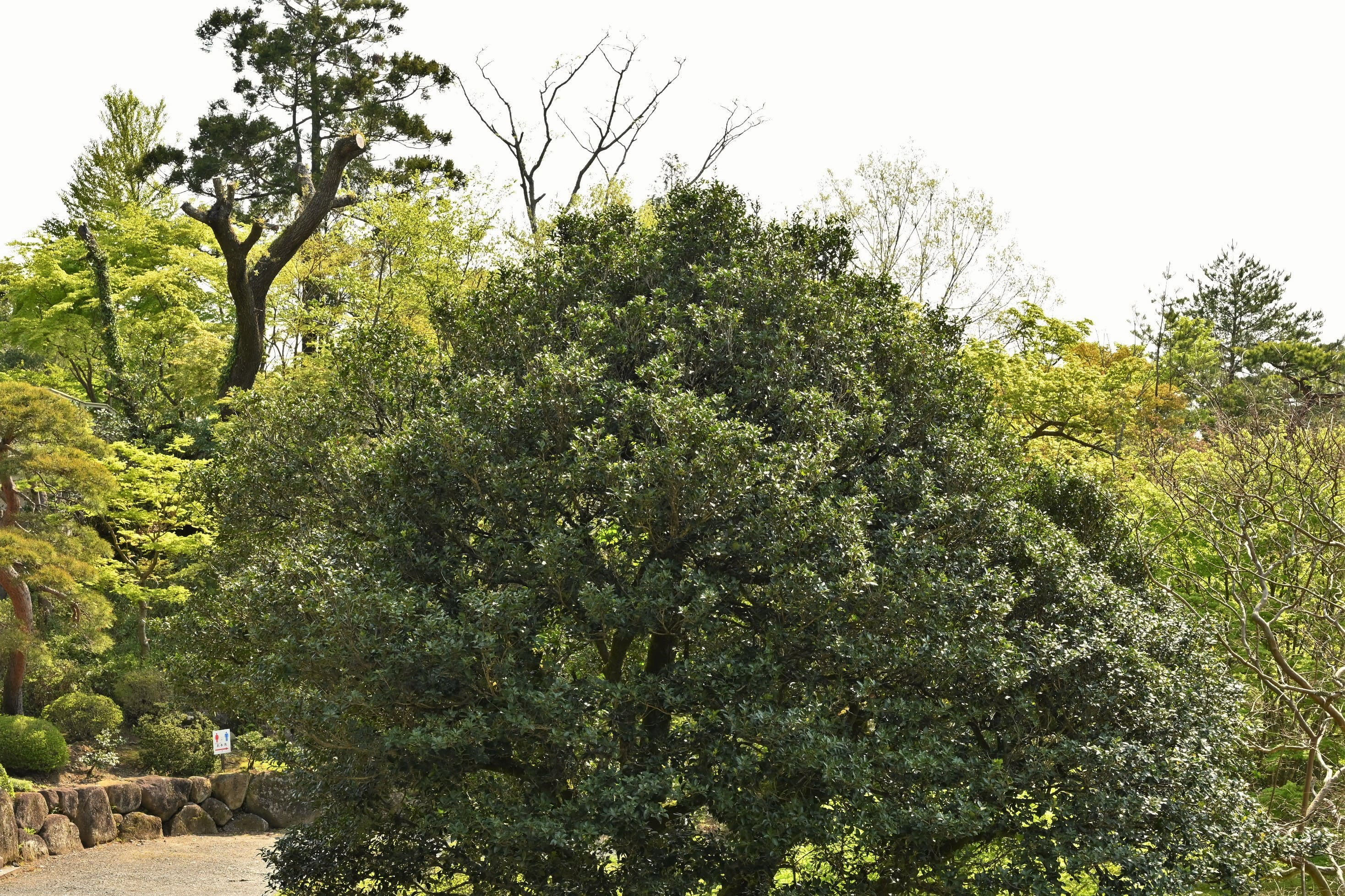 ヒイラギ 柊 庭木図鑑 植木ペディア