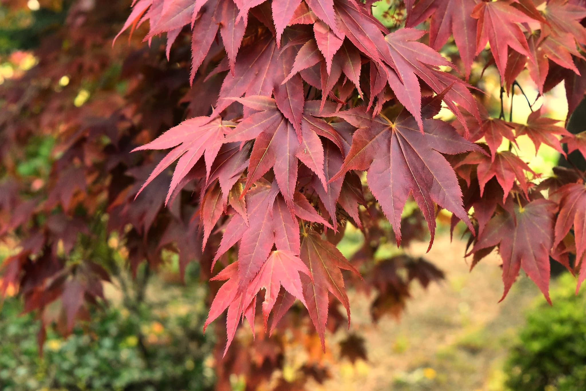 特選庭木✨黒紅葉が魅せる 野村モミジ 大苗110cm ノムラモミジ 野村