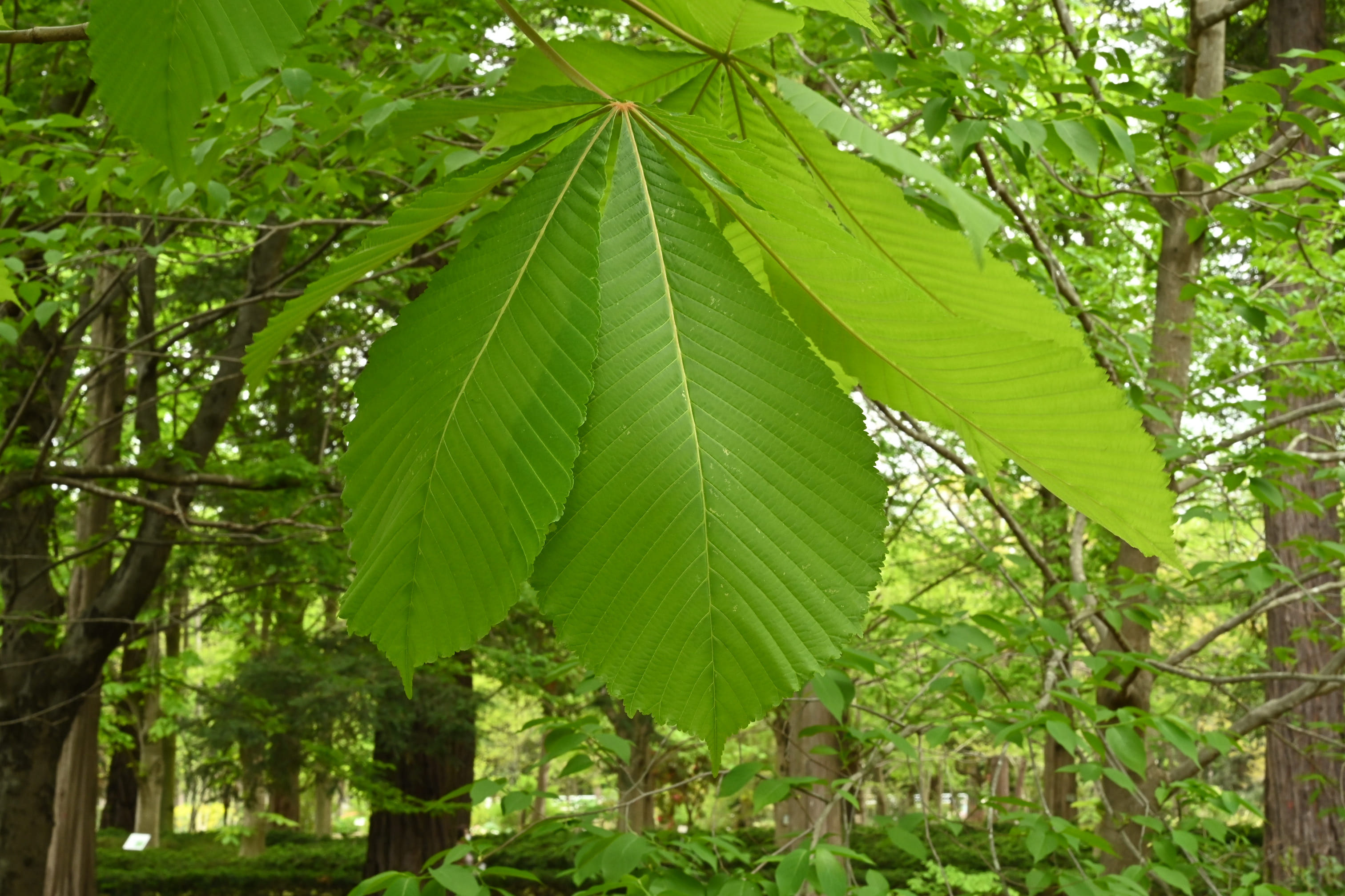 ホオノキ 朴の木 庭木図鑑 植木ペディア