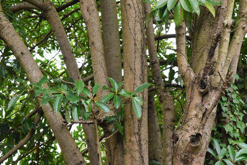サンゴジュ（珊瑚樹） - 庭木図鑑 植木ペディア