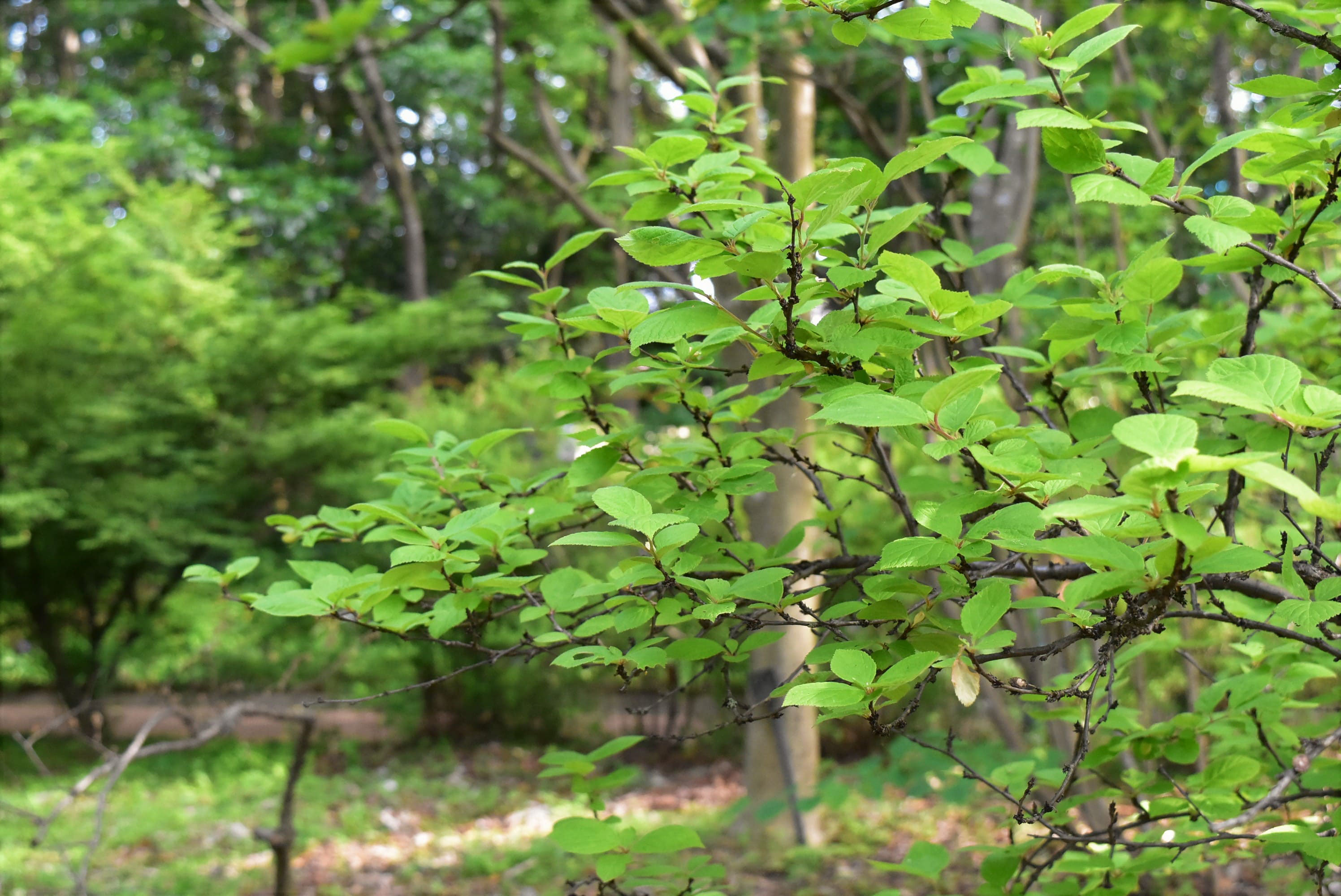 ユスラウメ - 庭木図鑑 植木ペディア