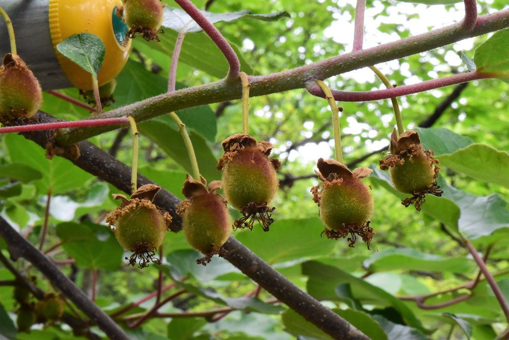 カラフルウッドブランコ♪キウイのツルஐ カラフルウッドブランコ