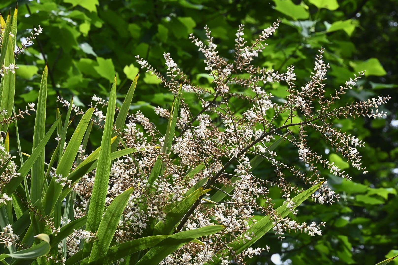 ニオイシュロラン においしゅろらん 庭木図鑑 植木ペディア
