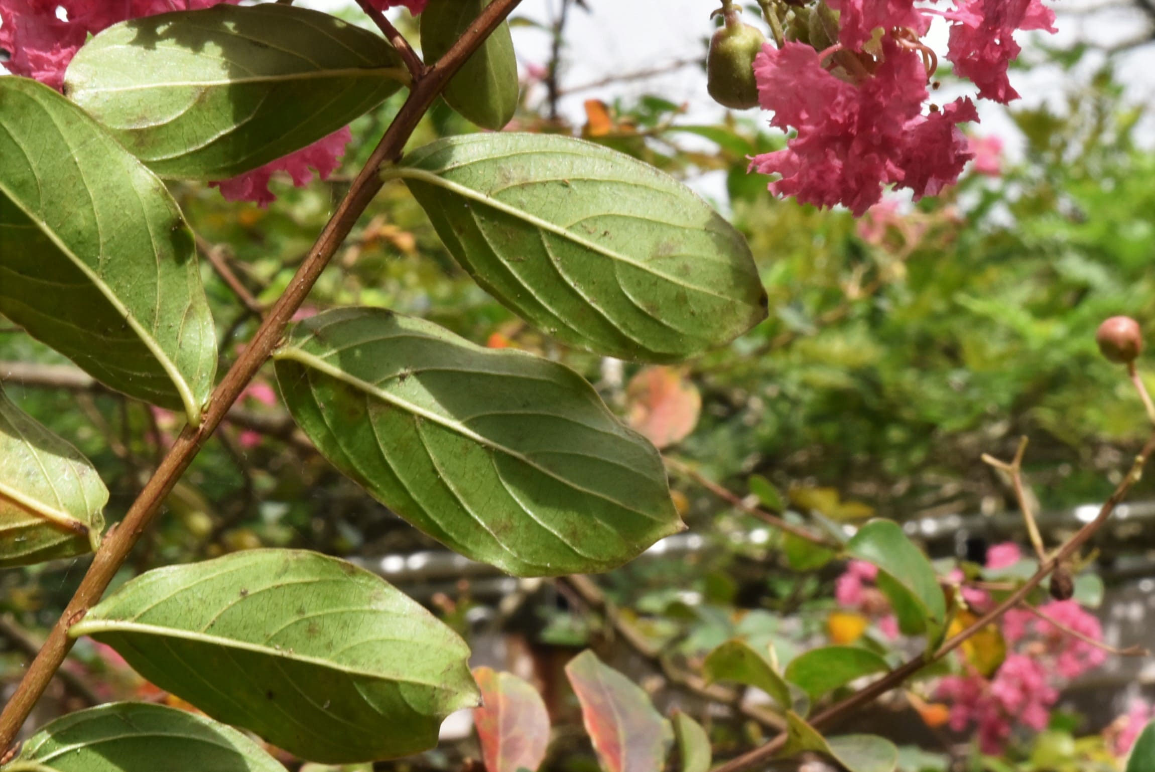 サルスベリ（百日紅） - 庭木図鑑 植木ペディア