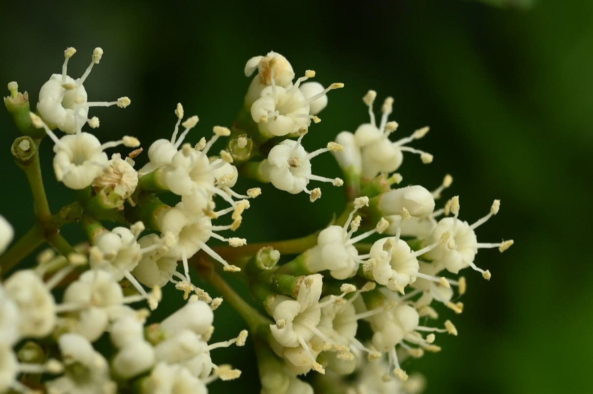 サンゴジュ 珊瑚樹 庭木図鑑 植木ペディア