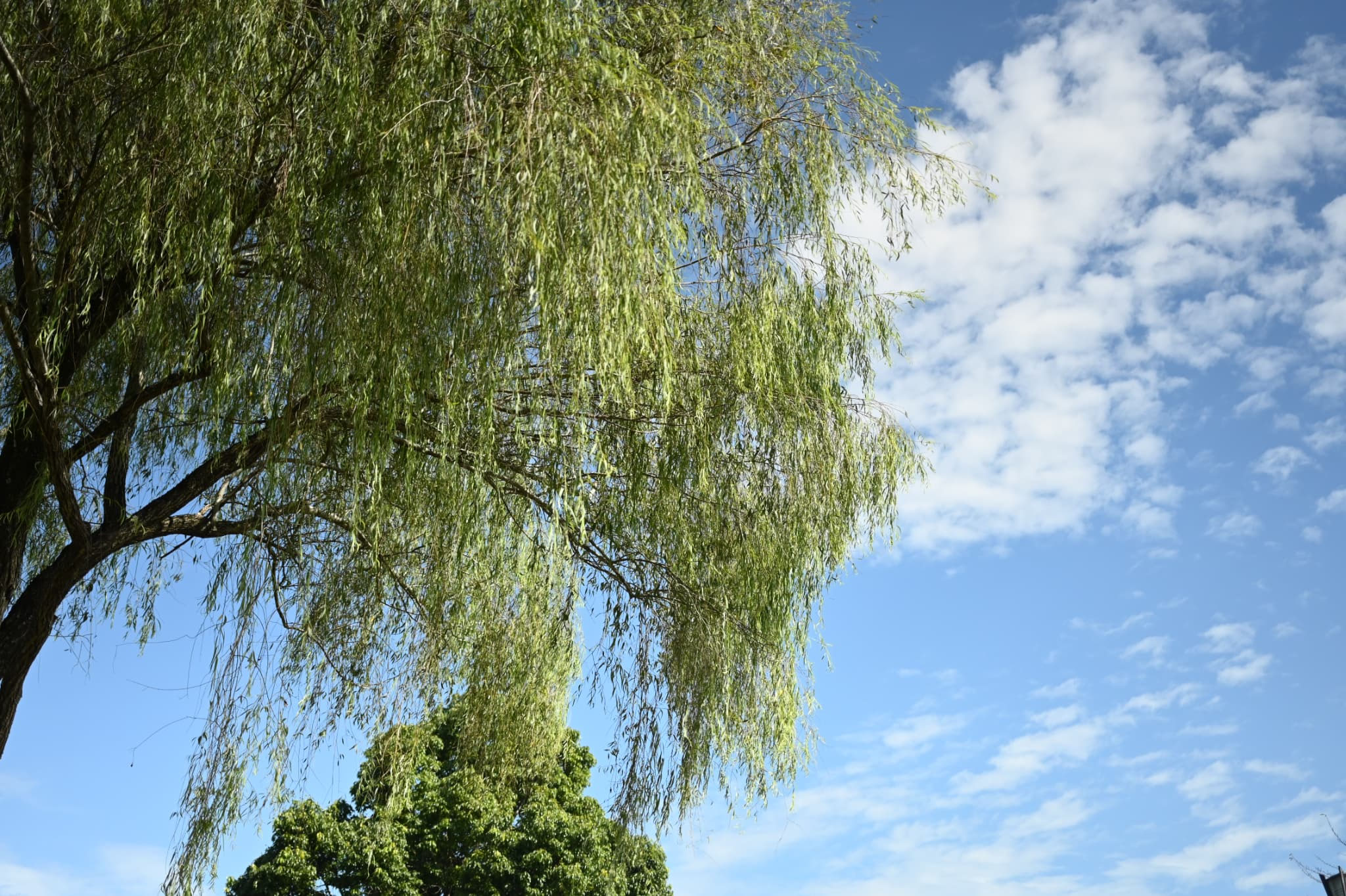 シダレヤナギ 枝垂柳 庭木図鑑 植木ペディア