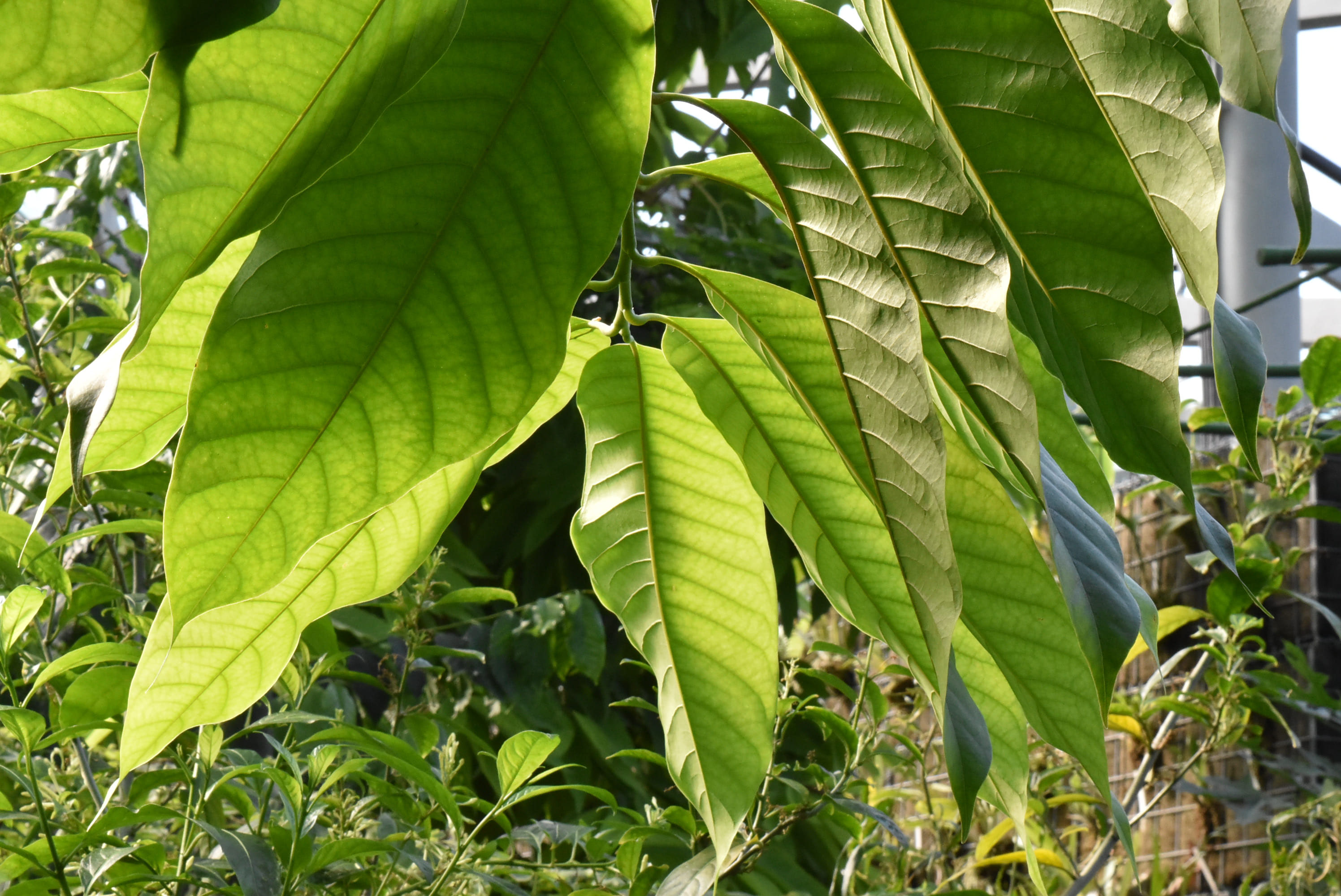 ギンコウボク - 庭木図鑑 植木ペディア
