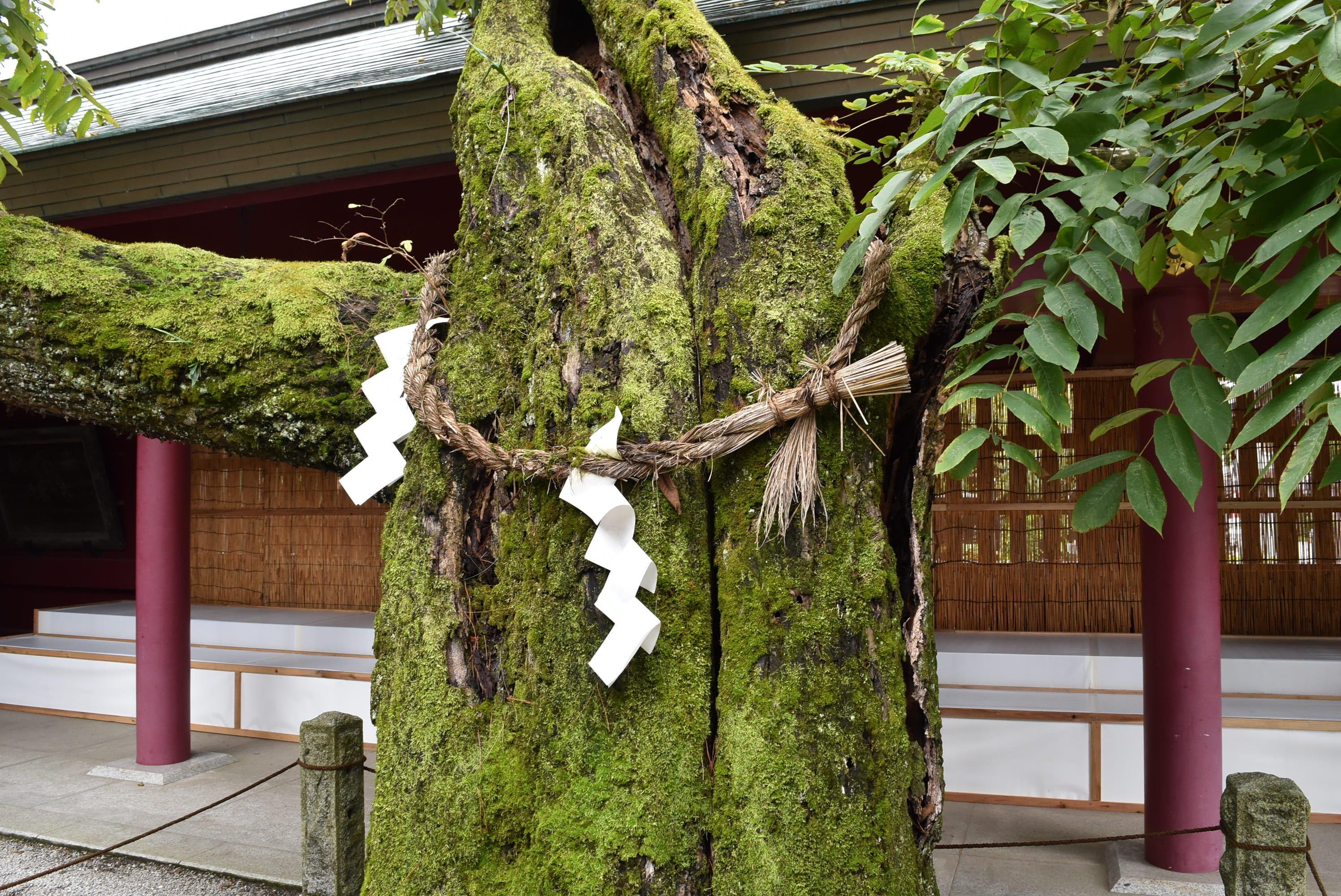 オニグルミ(鬼胡桃) - 庭木図鑑 植木ペディア オニグルミ(鬼胡桃) - 庭木図鑑 植木ペディア