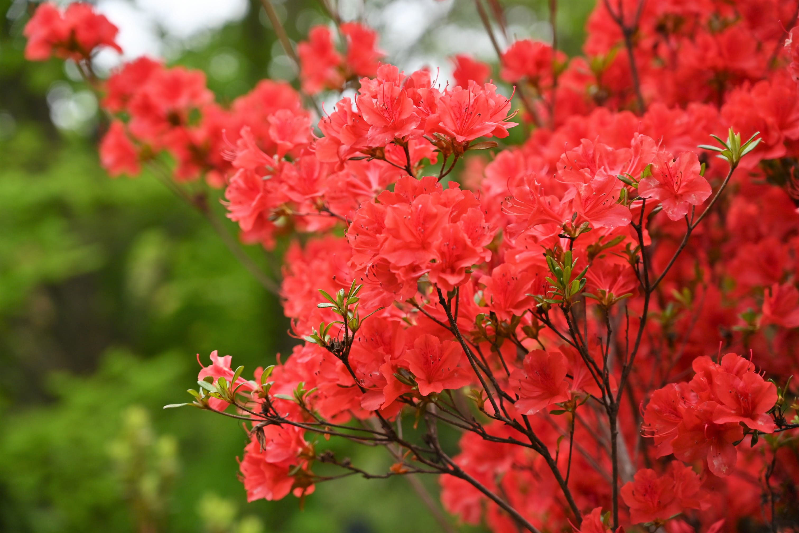キリシマツツジ 霧島躑躅 庭木図鑑 植木ペディア