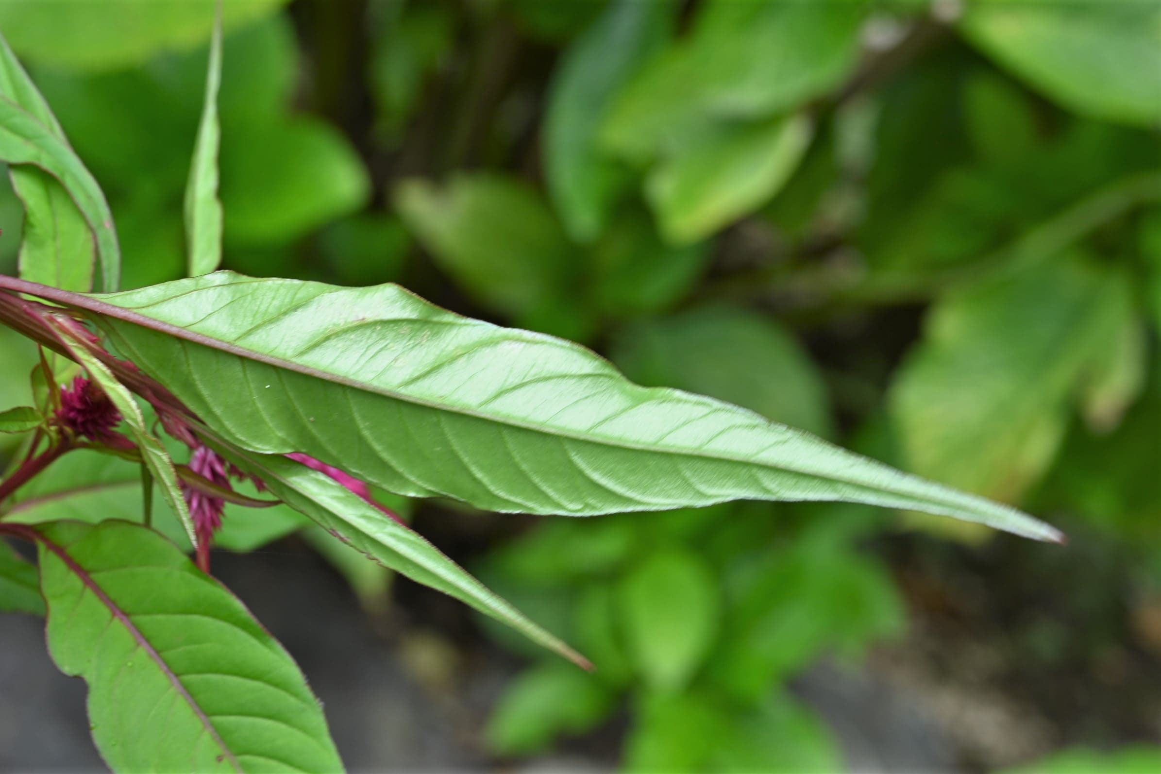 ケイトウ けいとう 鶏頭 庭木図鑑 植木ペディア