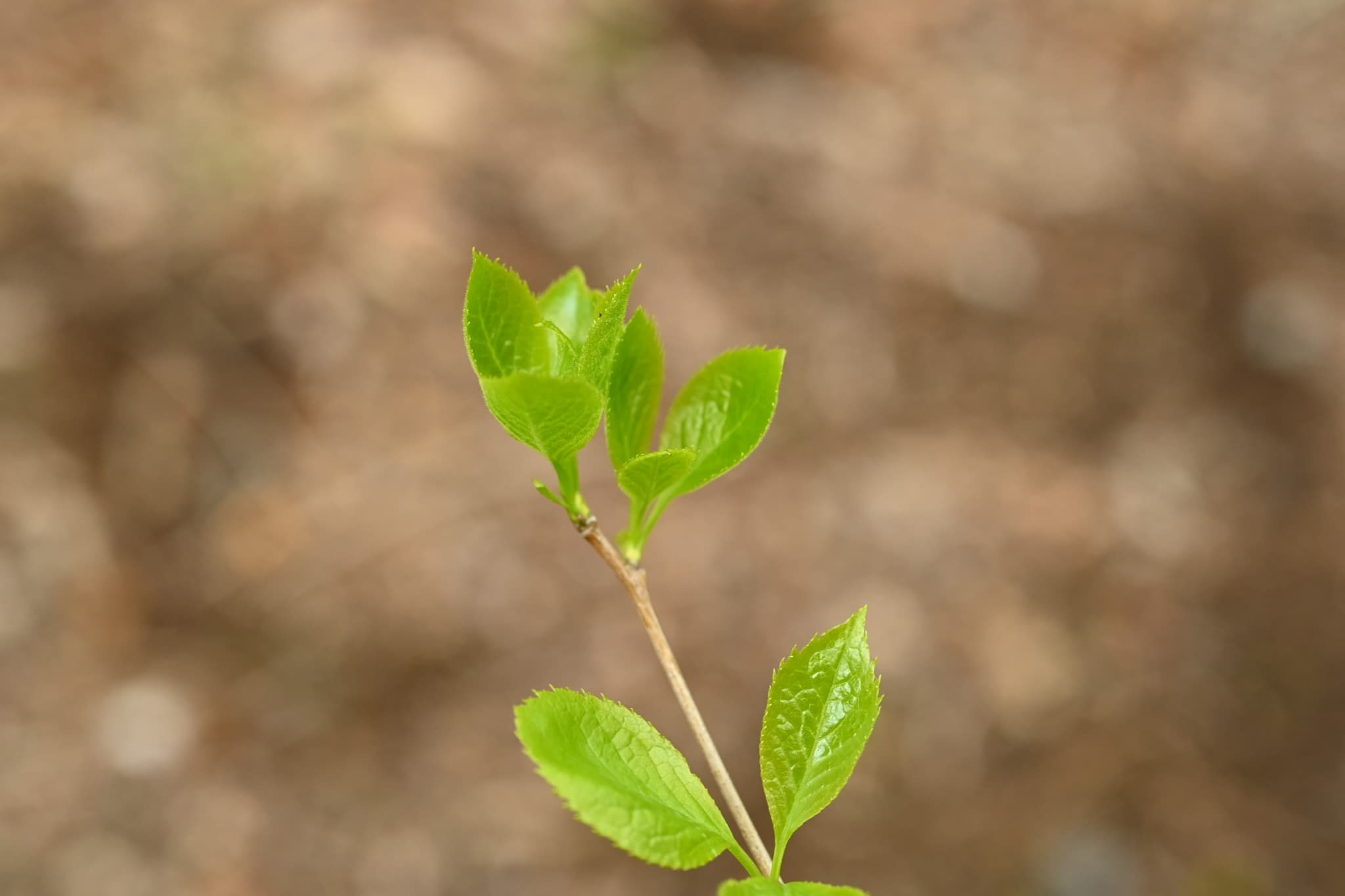 アオハダ - 庭木図鑑 植木ペディア