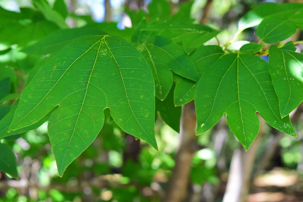 シロモジ 白文字 庭木図鑑 植木ペディア
