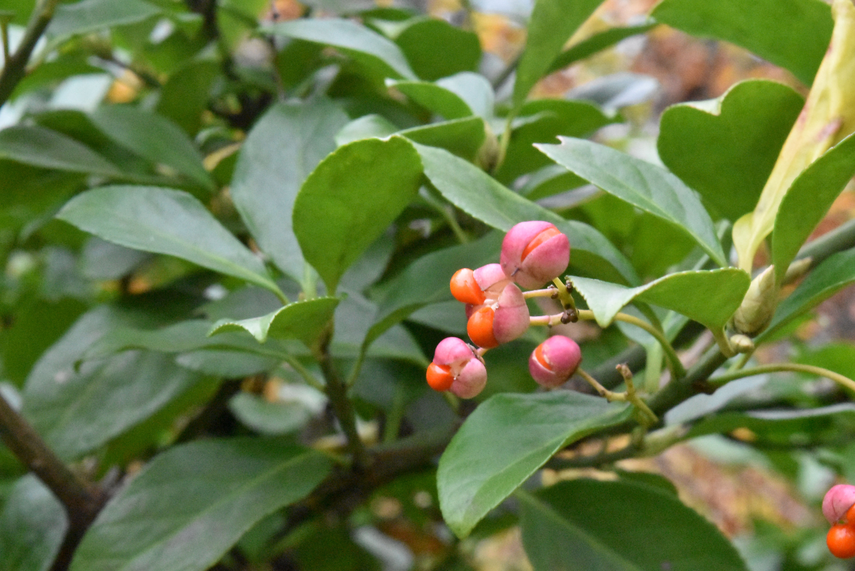 ツルマサキ 庭木図鑑 植木ペディア ツルマサキ 庭木図鑑 植木ペディア