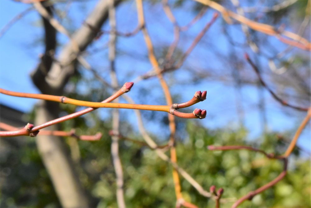曲折紅枝垂（ベニシダレ）紅葉 2020年 美景美観 紅枝垂れ紅葉(ベニ