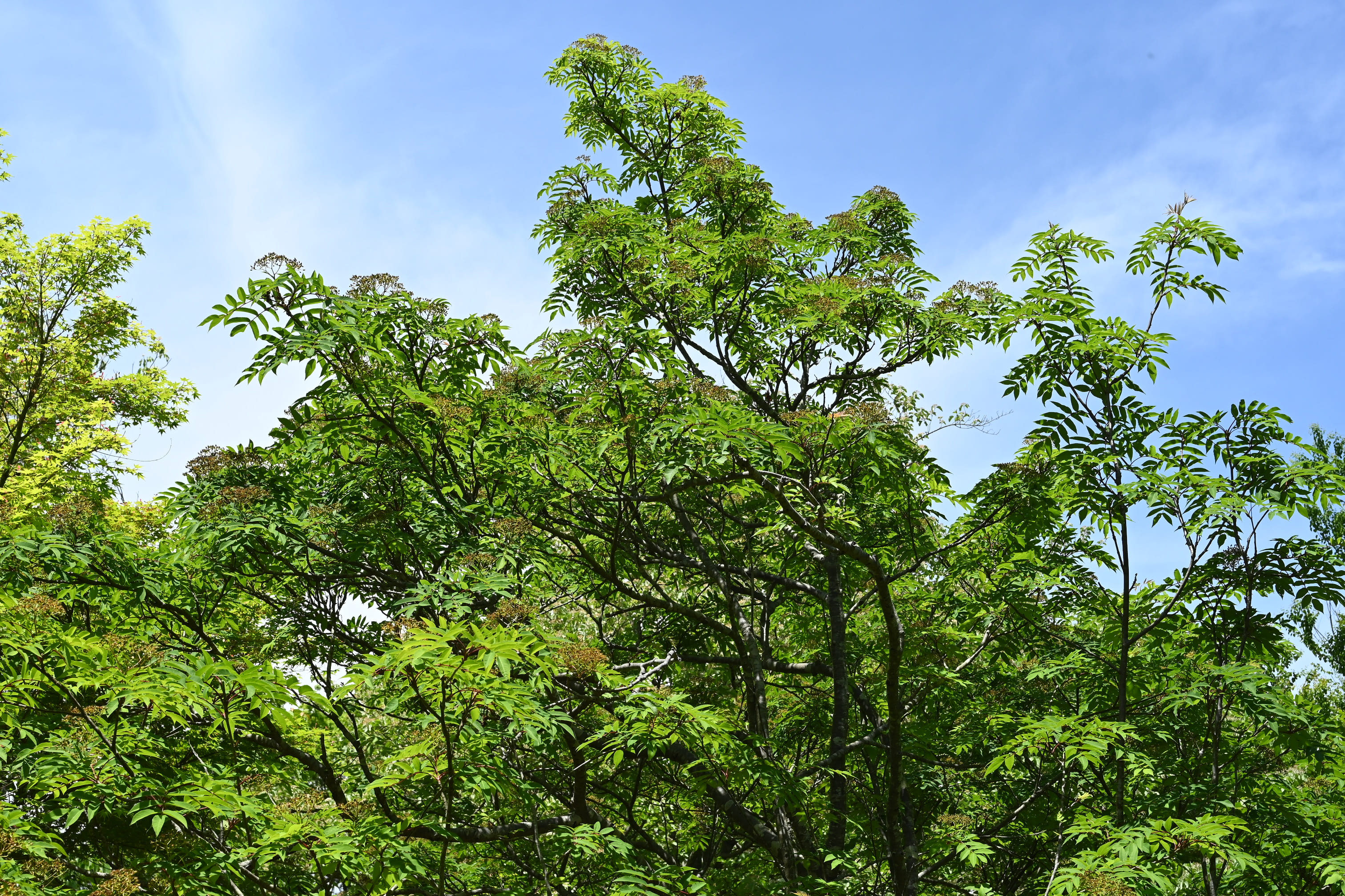 烏山椒ページ カラスザンショウ／からすざんしょう／烏山椒 - 庭木図鑑 植木