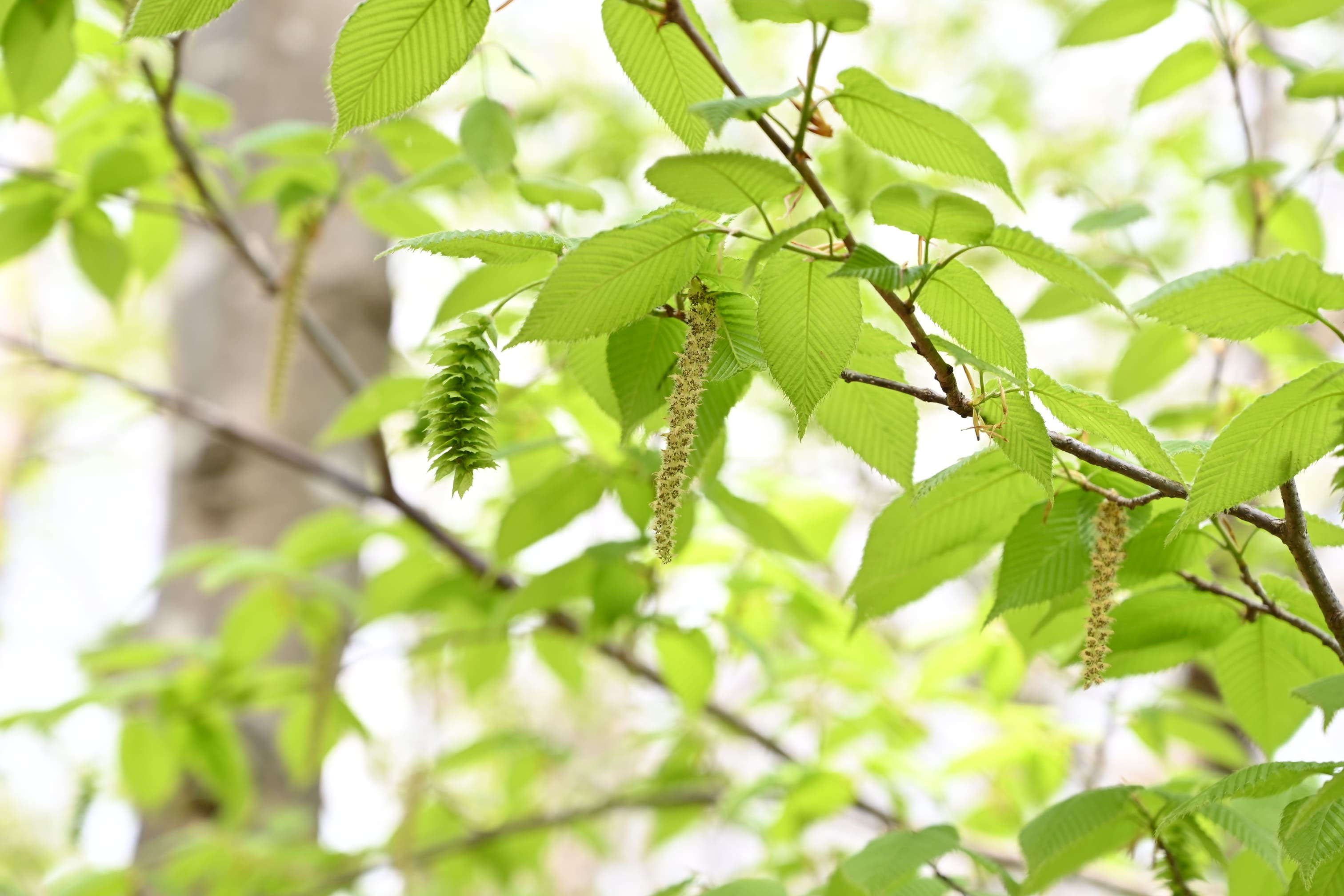 サワシバ（沢柴） - 庭木図鑑 植木ペディア