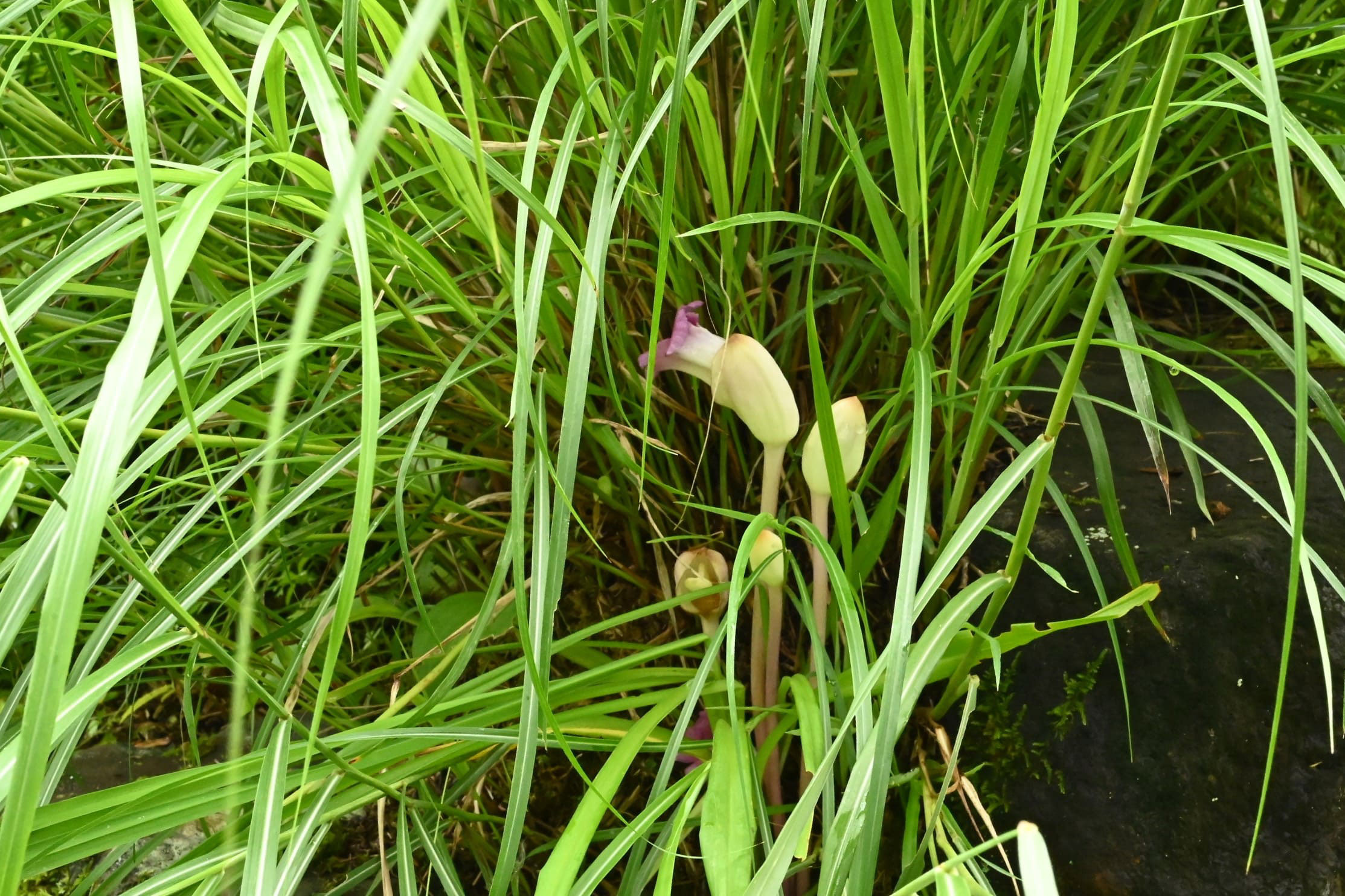 植物・南蛮キゼル ナンバンギゼル／なんばんぎぜる／南蛮煙管 - 庭木図鑑 植木ペディア