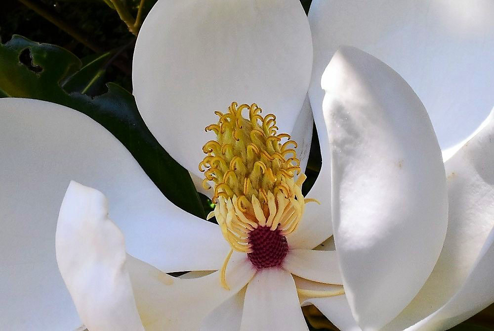 タイサンボク 大泰木 庭木図鑑 植木ペディア