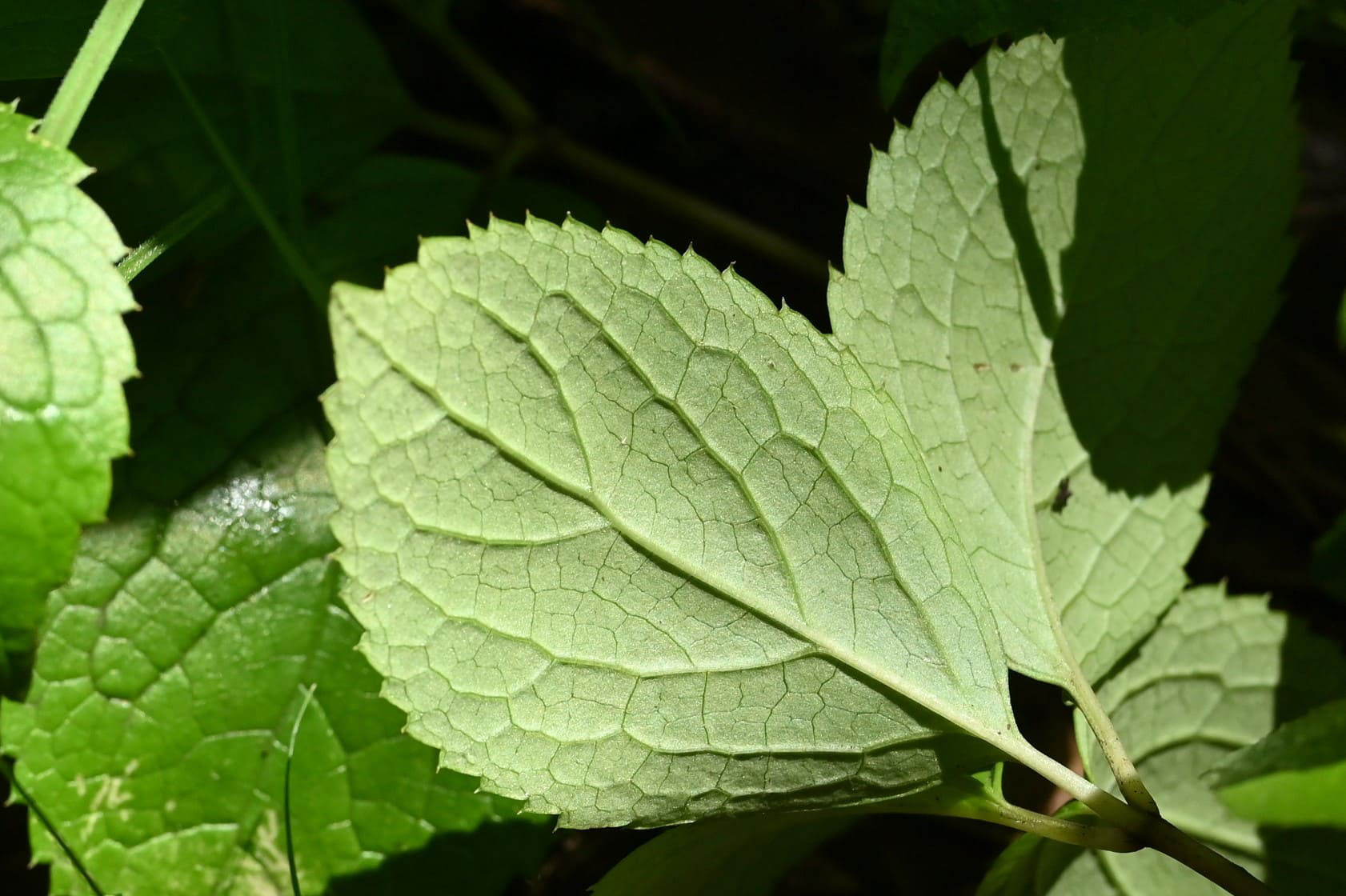 ヒトリシズカ ひとりしずか 一人静 庭木図鑑 植木ペディア