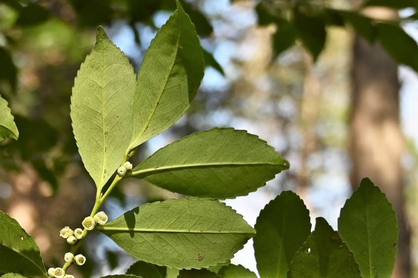 ヒサカキ（姫榊） - 庭木図鑑 植木ペディア
