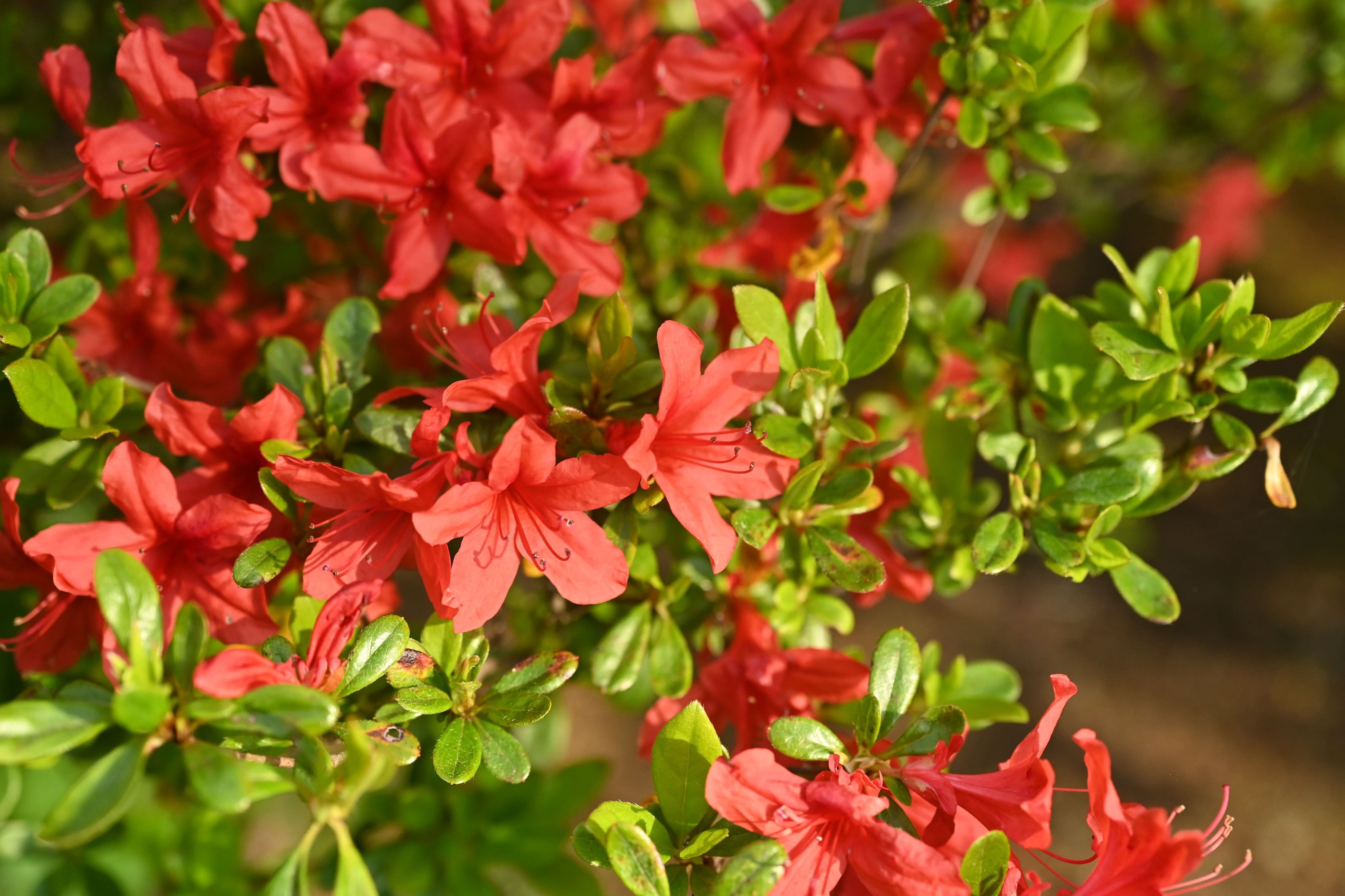 真紅 花時期には心を奪われる ホンキリシマツツジ 807 樹高90cm位 本霧島 真紅 花時期には心を奪われる ホンキリシマツツジ 807 樹高90cm位