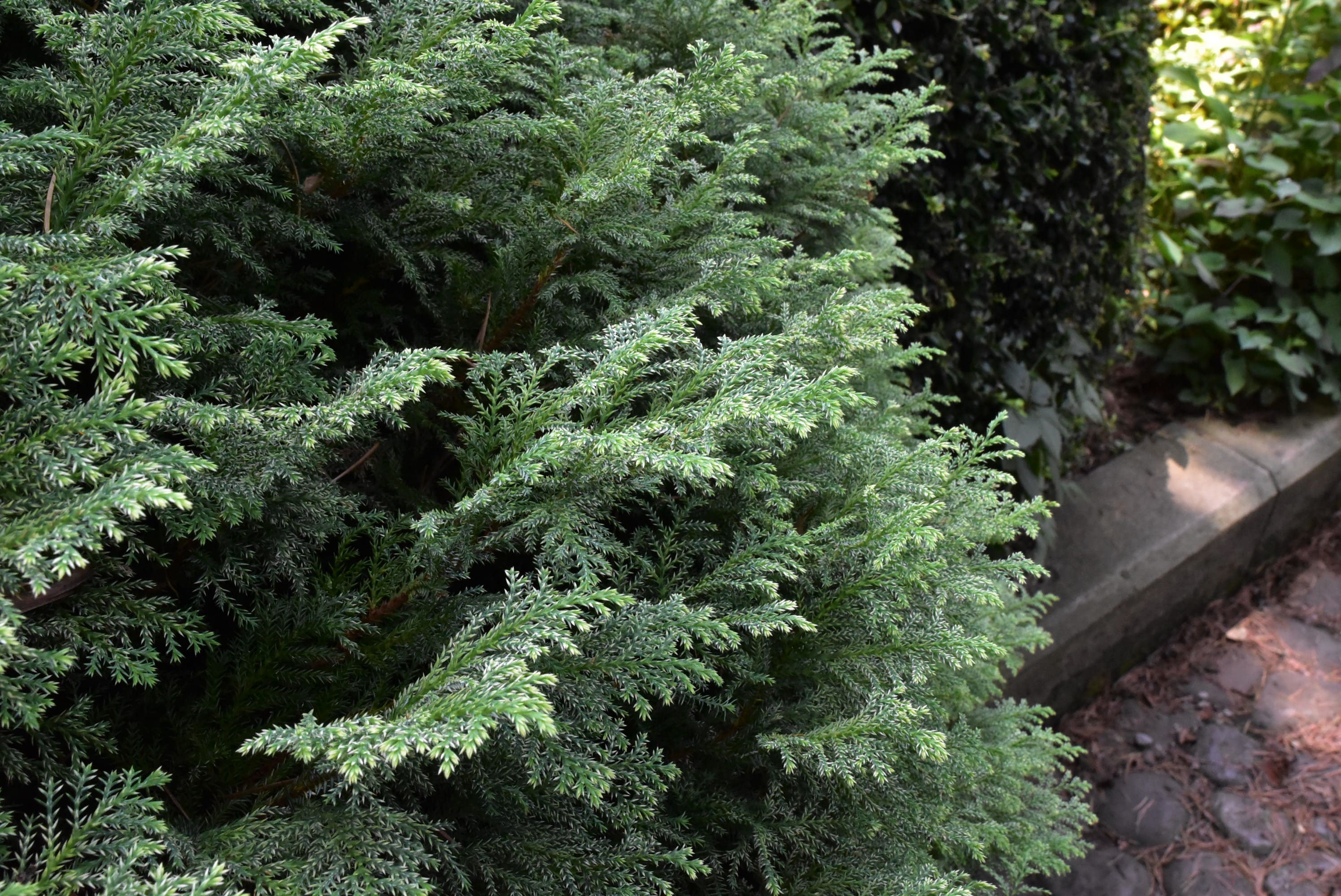 シノブヒバ 忍檜葉 庭木図鑑 植木ペディア