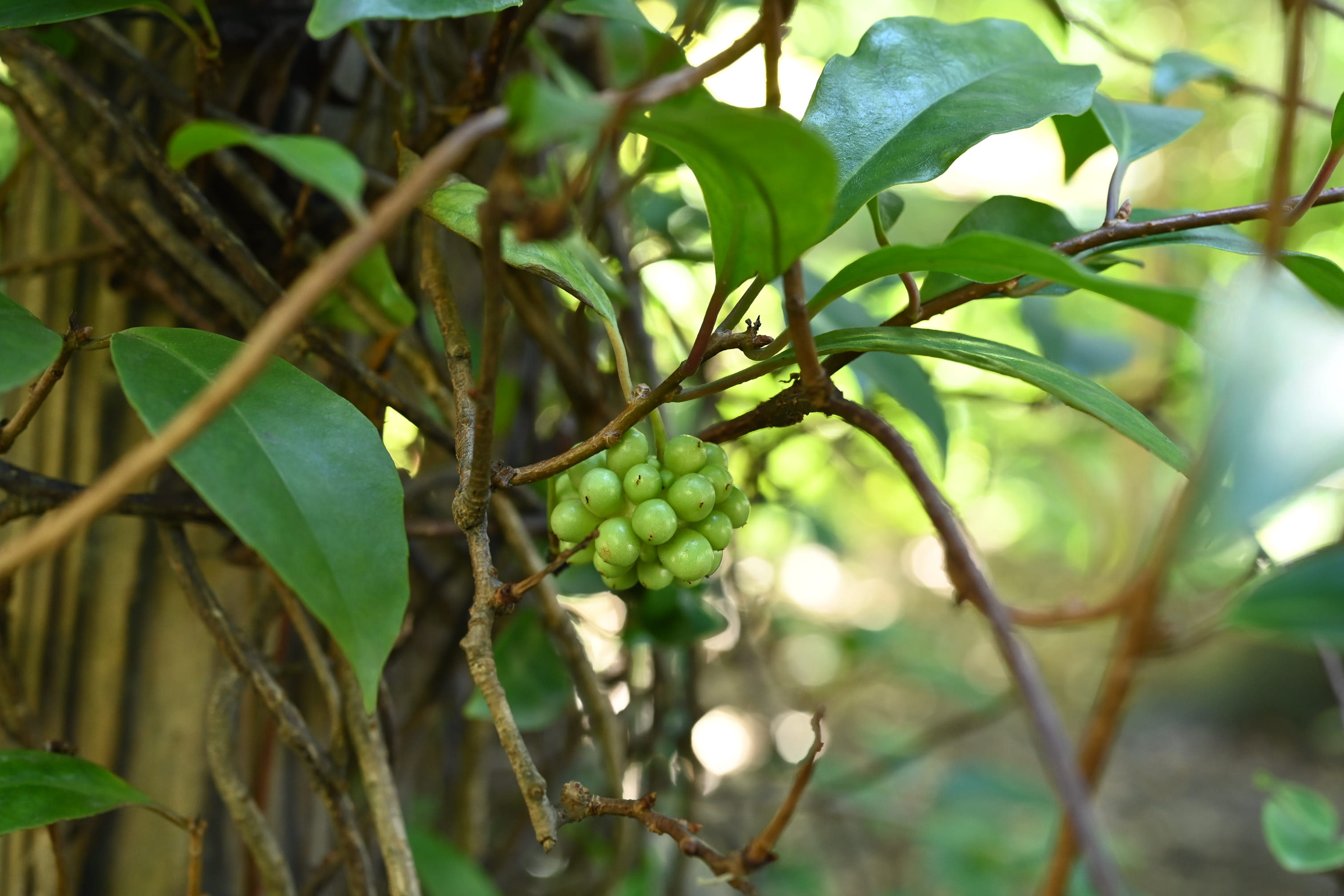 サネカズラ 実葛 庭木図鑑 植木ペディア