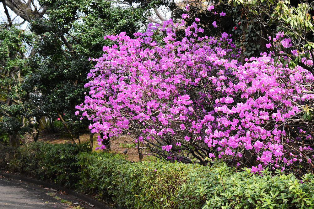 蕾たっぷり 春一番 シャクナゲ ゲンカイツツジ ツツジ 育て 蕾たっぷり 春一番 シャクナゲ ゲンカイツツジ ツツジ 育て